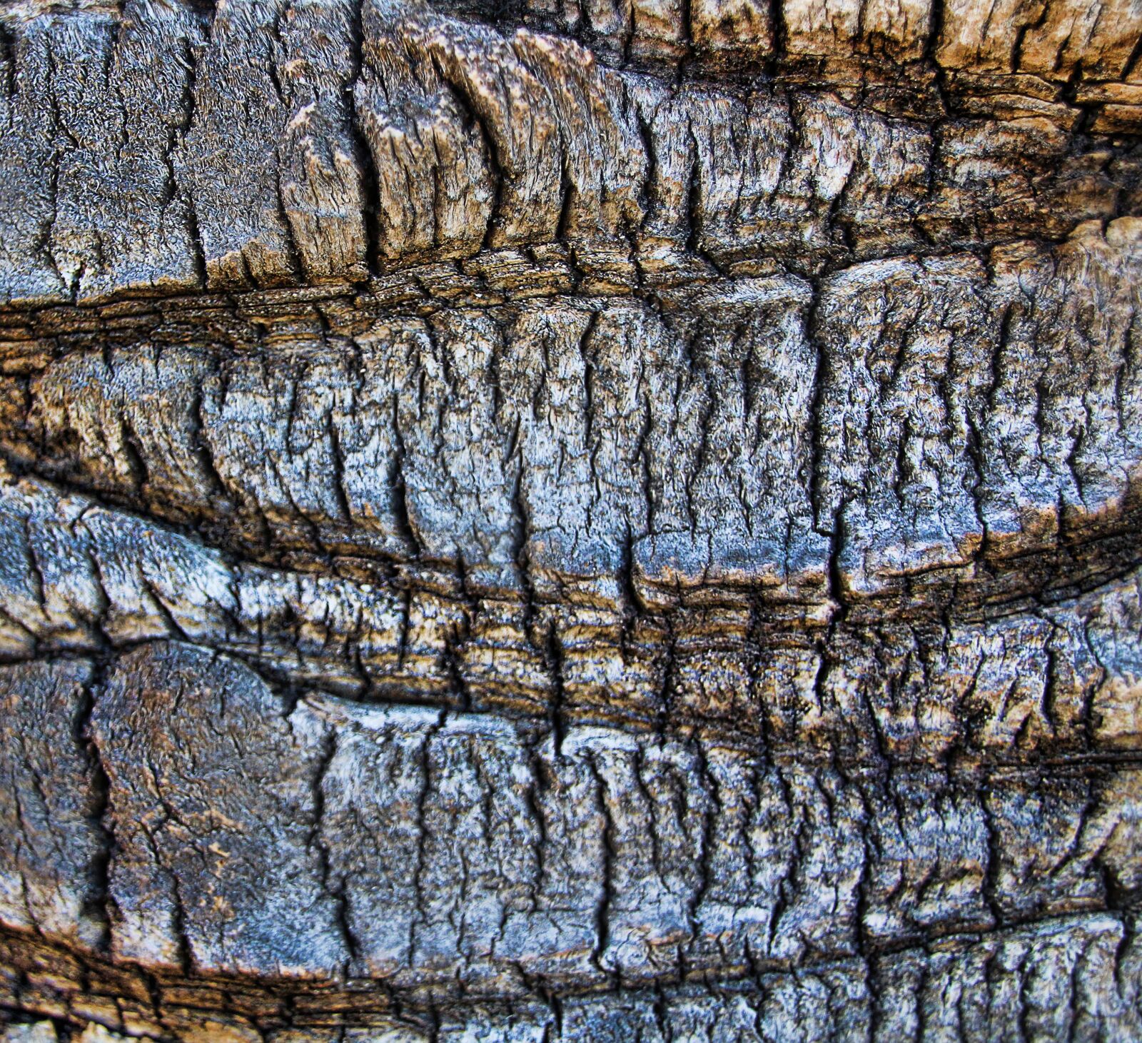 Canon EOS 1300D (EOS Rebel T6 / EOS Kiss X80) sample photo. Tree, bark, nature photography