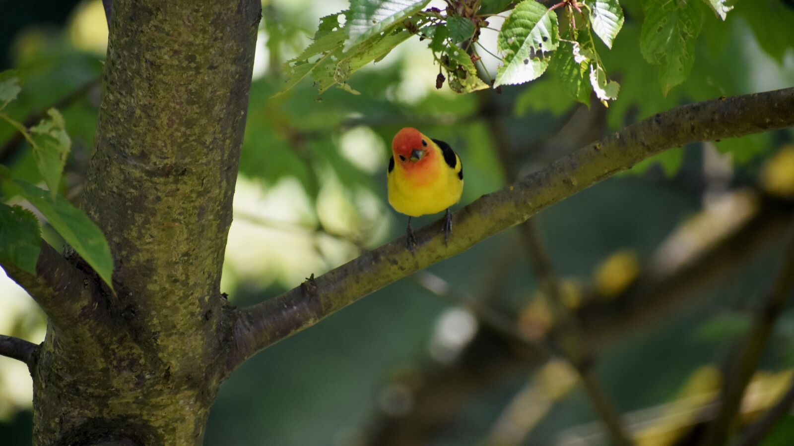 Nikon D3400 sample photo. Bird, tree, cute photography