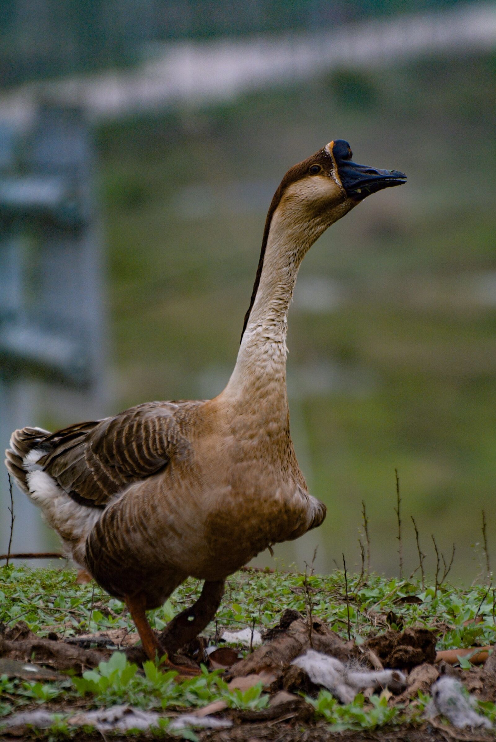 Nikon D7100 sample photo. Bird, nature, wildlife photography