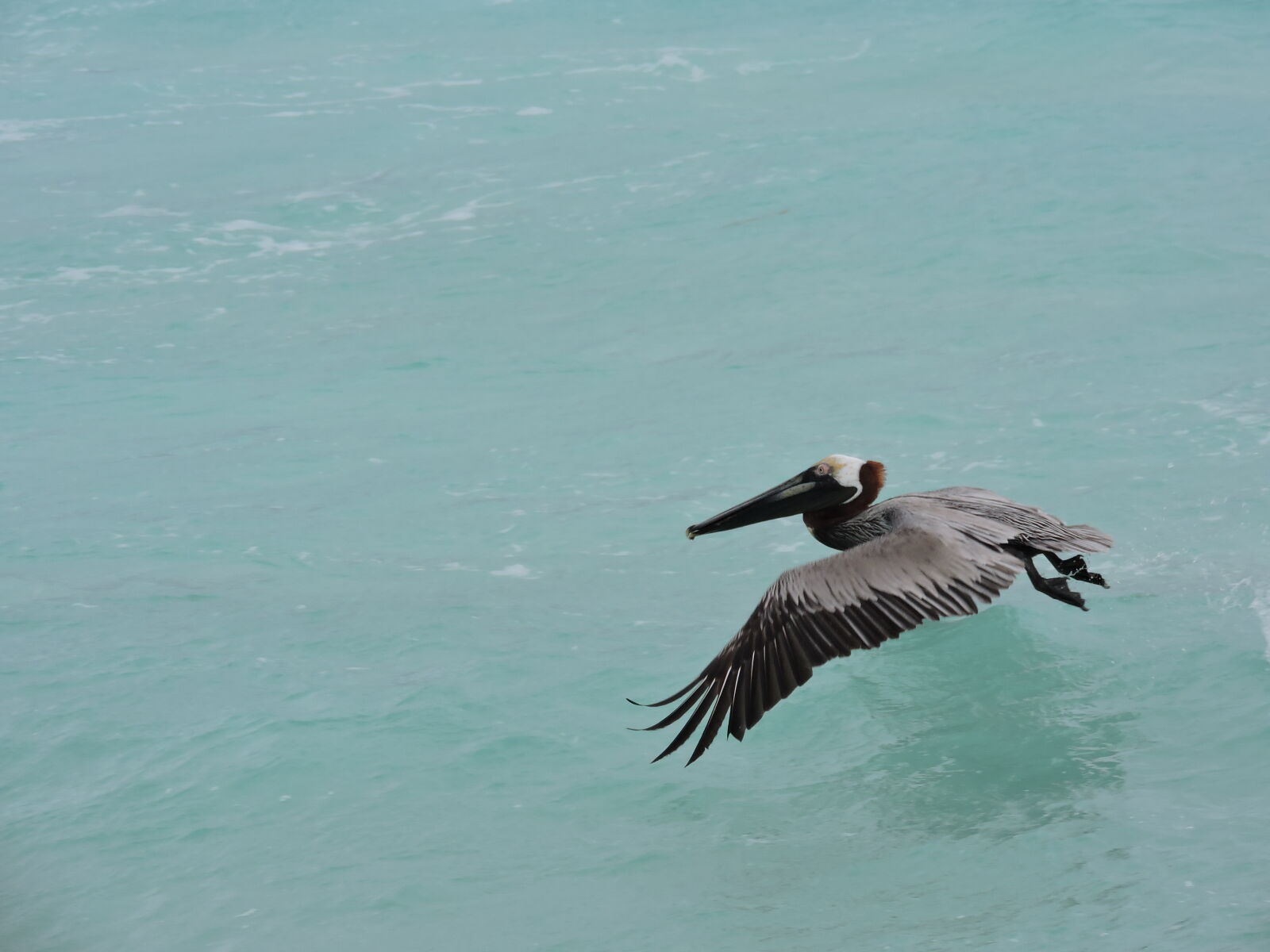 Nikon Coolpix P530 sample photo. Ocean, pelican, soaring photography