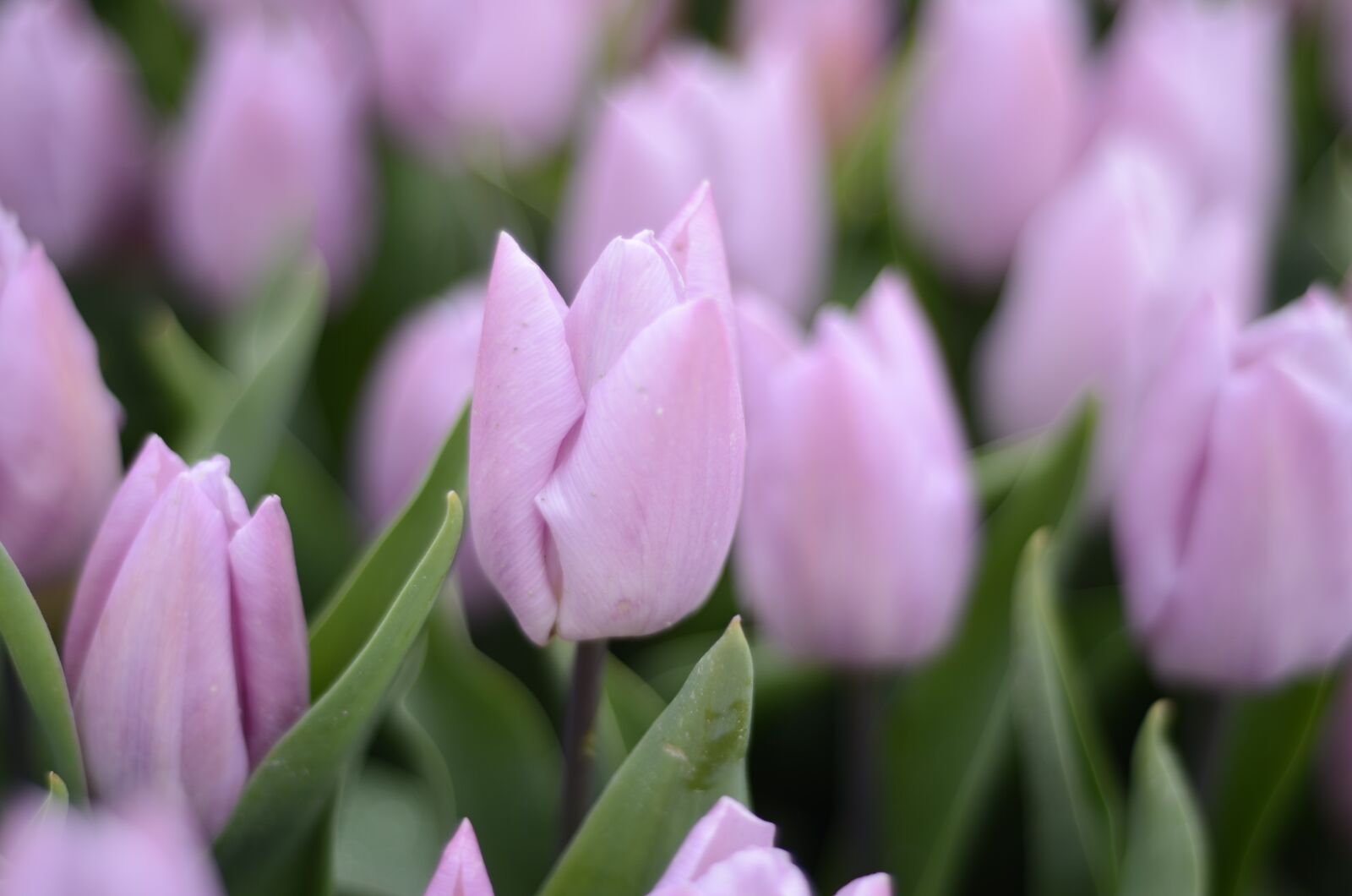 Nikon D7000 sample photo. Purple, tulips, holland photography