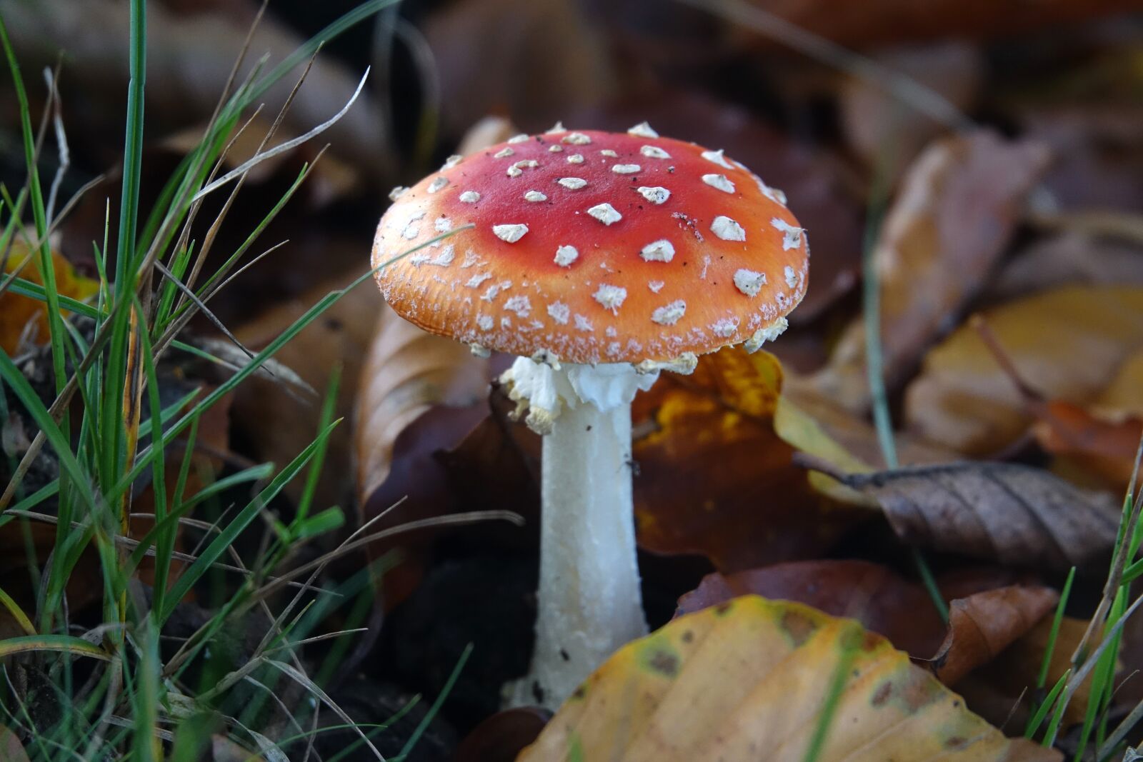 Sony Cyber-shot DSC-RX10 III sample photo. Mushrooms, mushroom, fly agaric photography