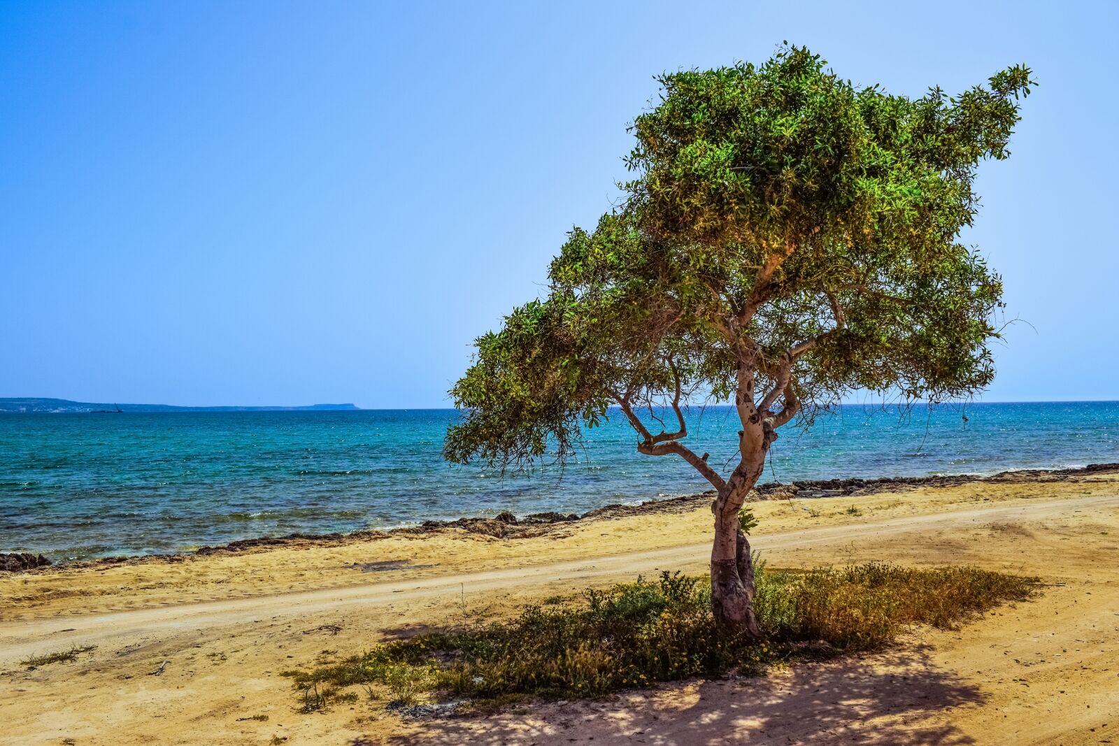 Nikon D3300 sample photo. Cyprus, potamos liopetri, tree photography