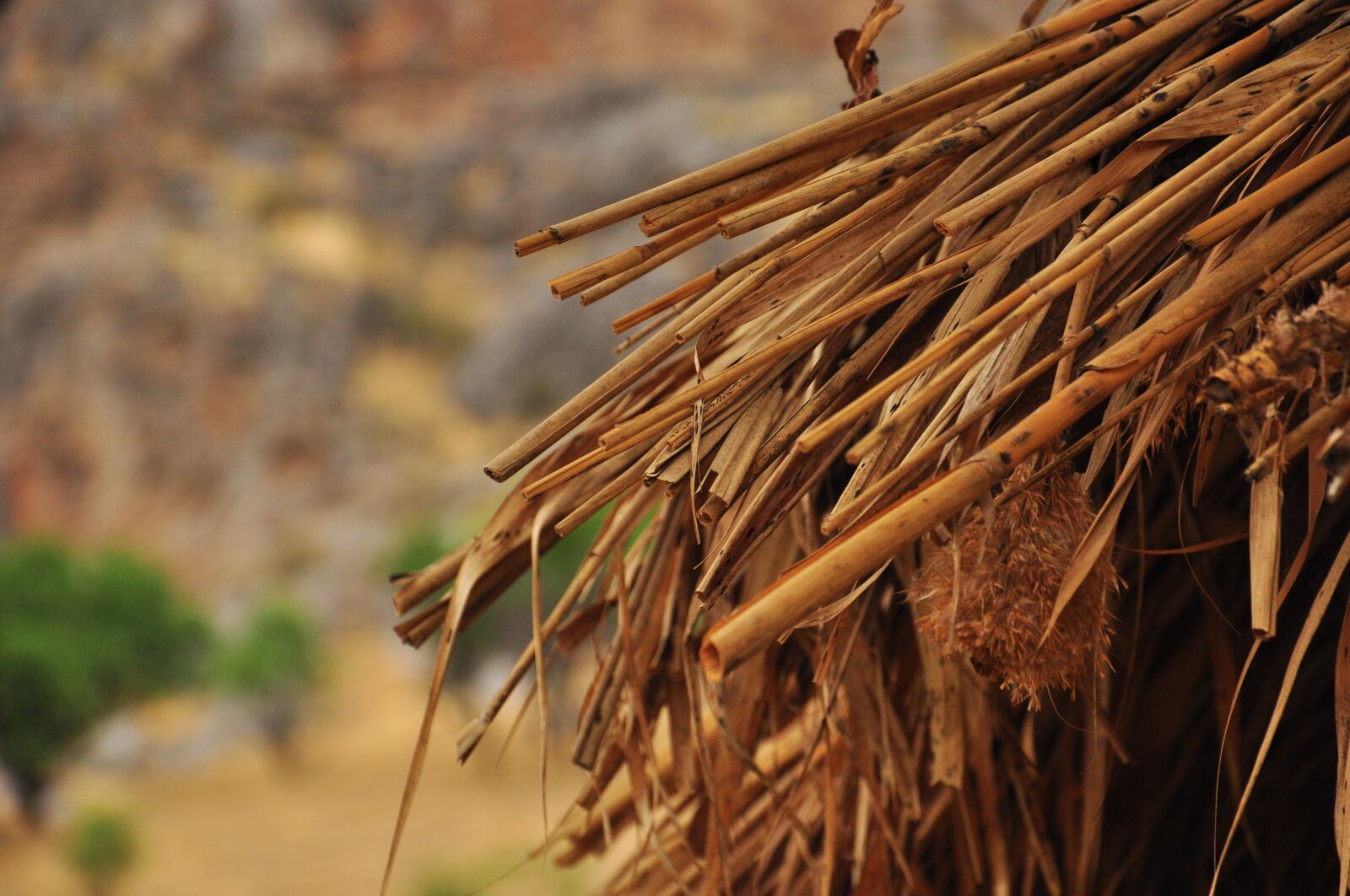 Nikon D90 sample photo. Tree, wood, roof photography