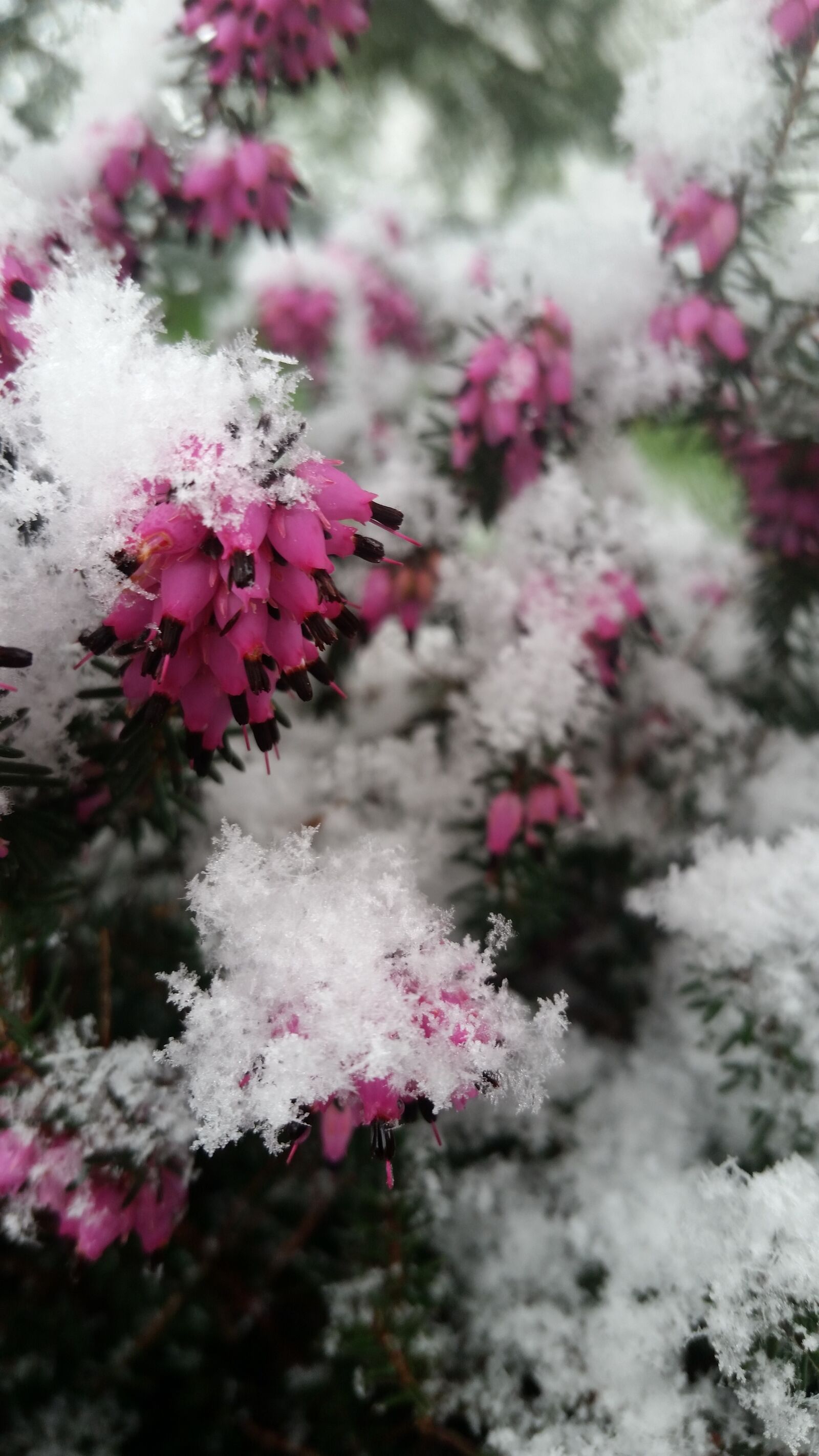 Samsung Galaxy S5 sample photo. Season, nature, flower photography