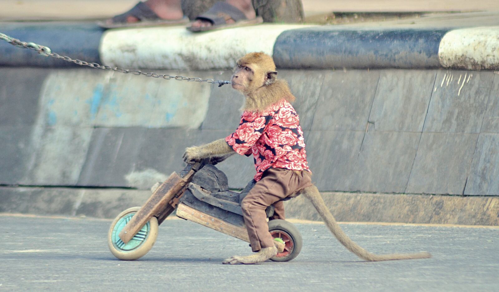 Nikon D7000 sample photo. Monkey, abuse, animal photography