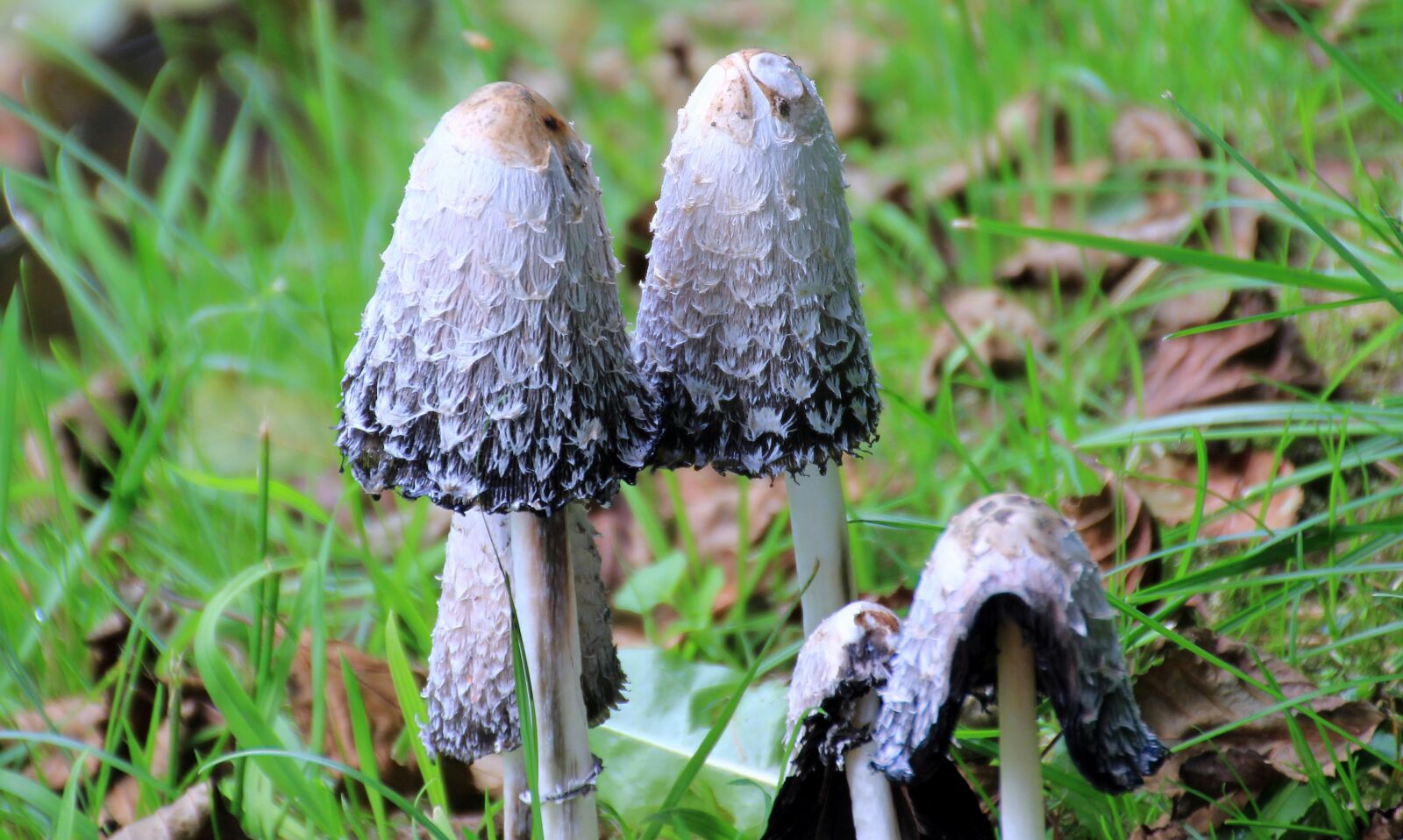 Canon EOS 650D (EOS Rebel T4i / EOS Kiss X6i) sample photo. Mushroom, schopf comatus, coprinus photography