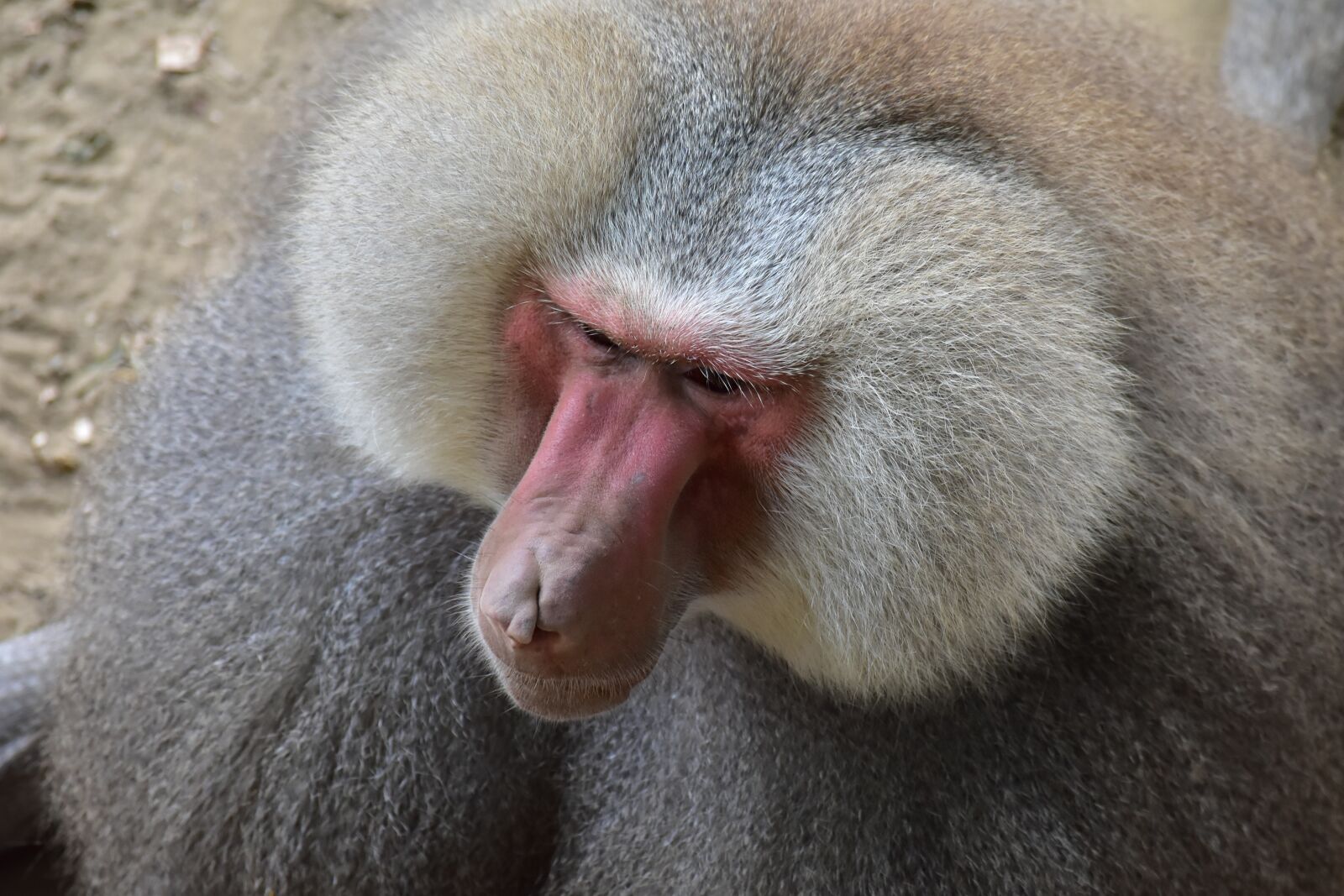 Nikon D7200 sample photo. Baboon, zoo, monkey photography