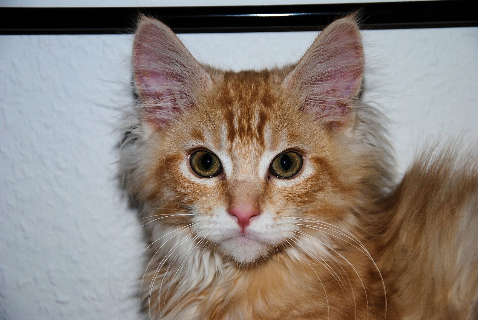Nikon D3000 sample photo. Cat, animal, red photography
