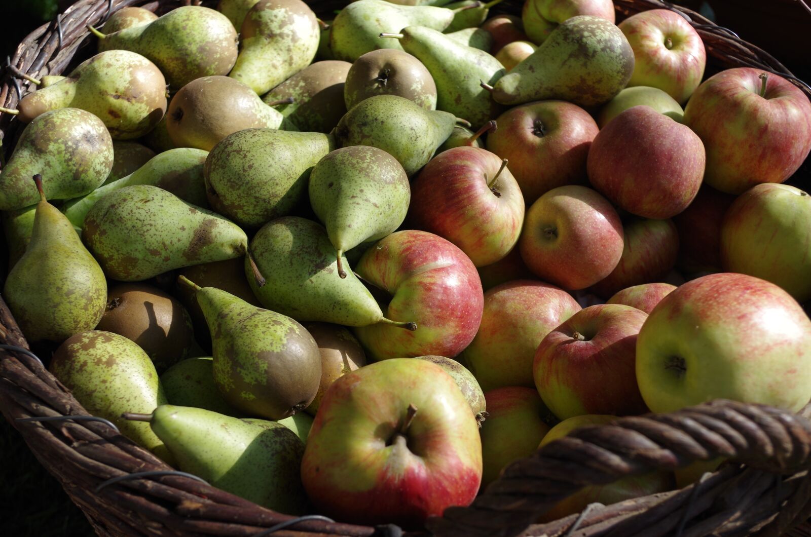 Pentax K-30 sample photo. Apple, pears, fruits photography