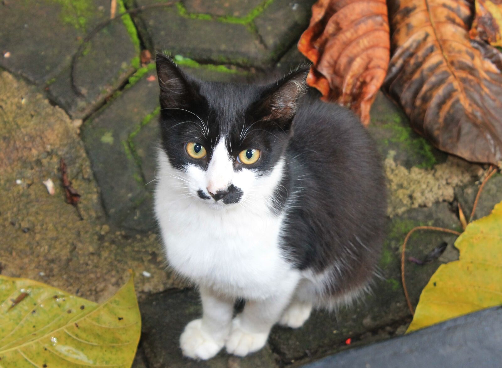 Canon EOS 1100D (EOS Rebel T3 / EOS Kiss X50) sample photo. Cat, animal, black and photography