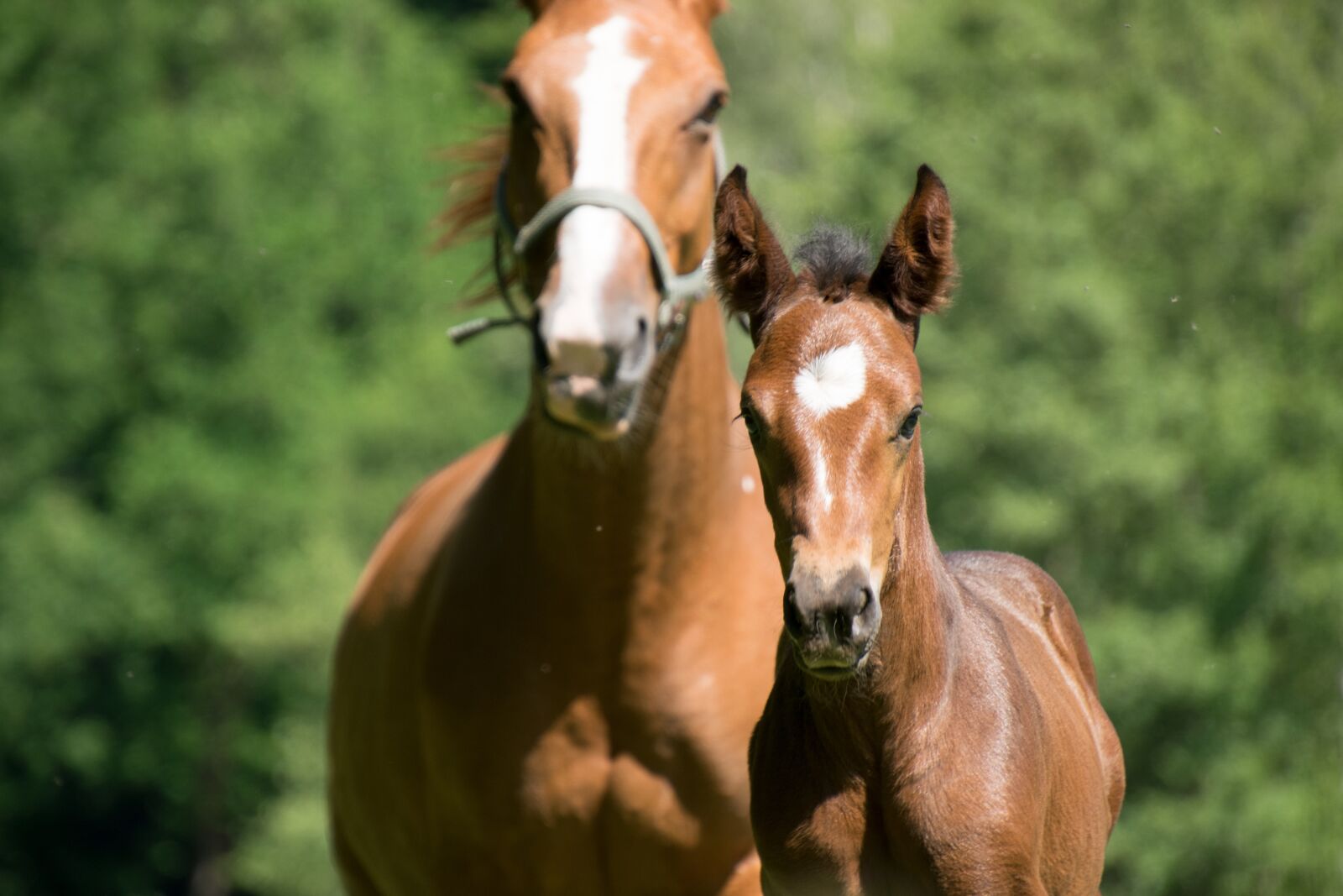 Nikon D3300 sample photo. Horse, foal, mother photography
