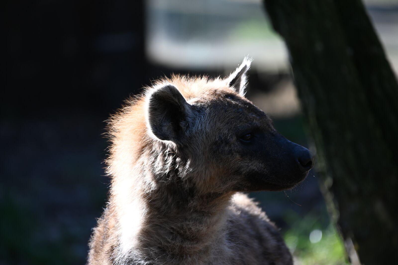 Nikon Z7 sample photo. Predator, animal world, carnivores photography