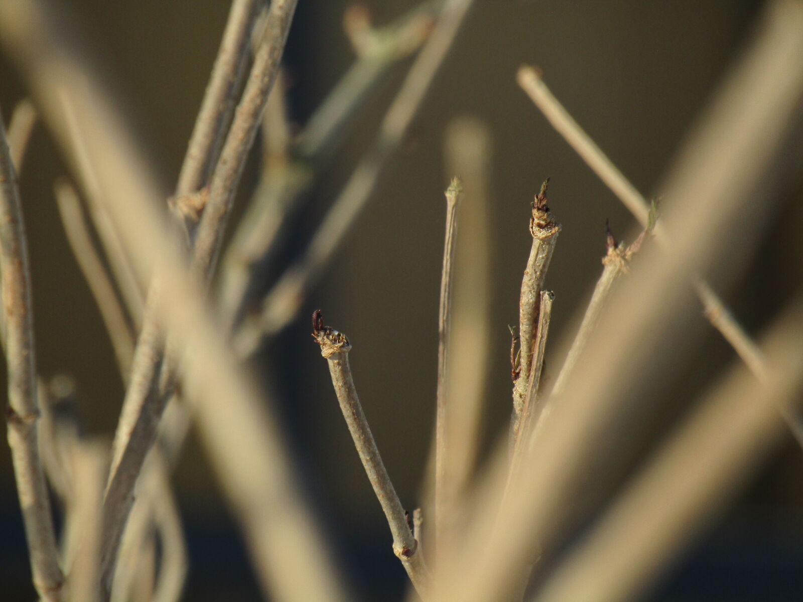 Canon PowerShot SX420 IS sample photo