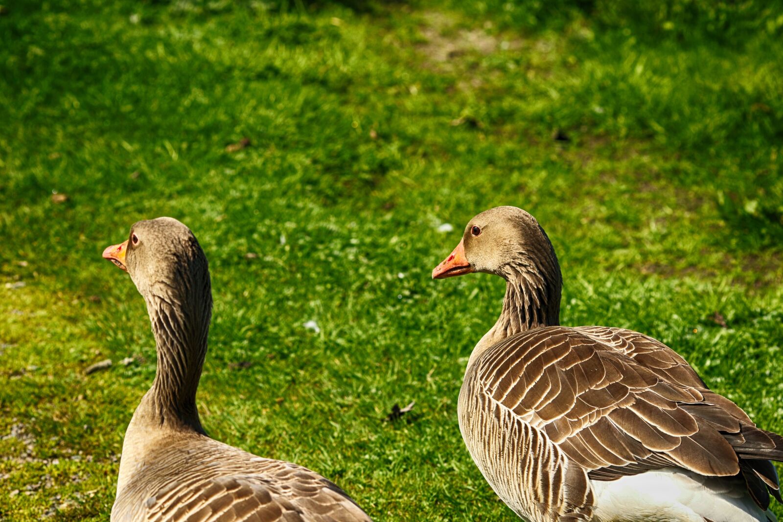 Canon EOS 7D Mark II + Canon EF 135mm F2L USM sample photo. Bird, and, animal photography