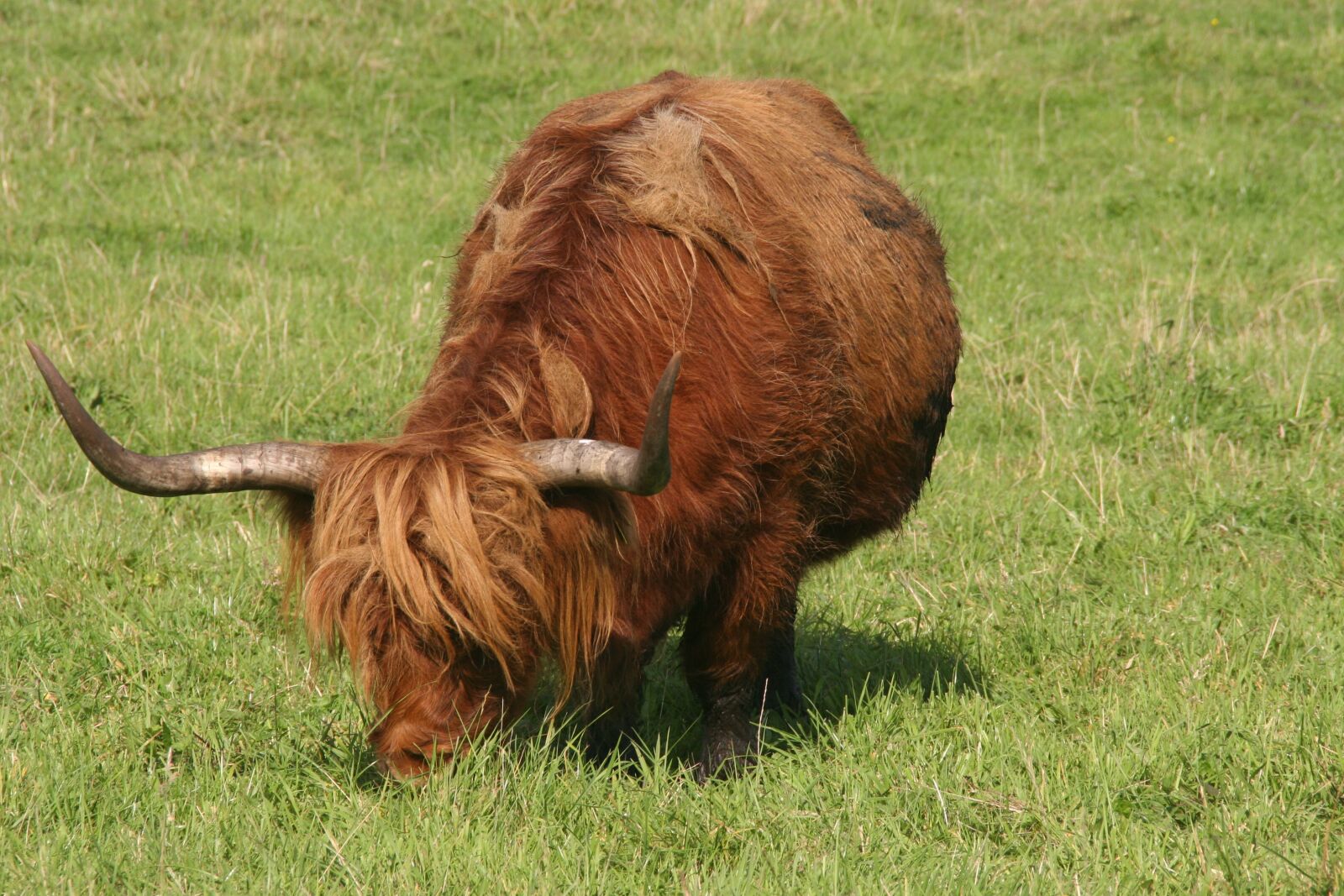 Canon EOS 20D sample photo. Highland beef, scottish, beef photography