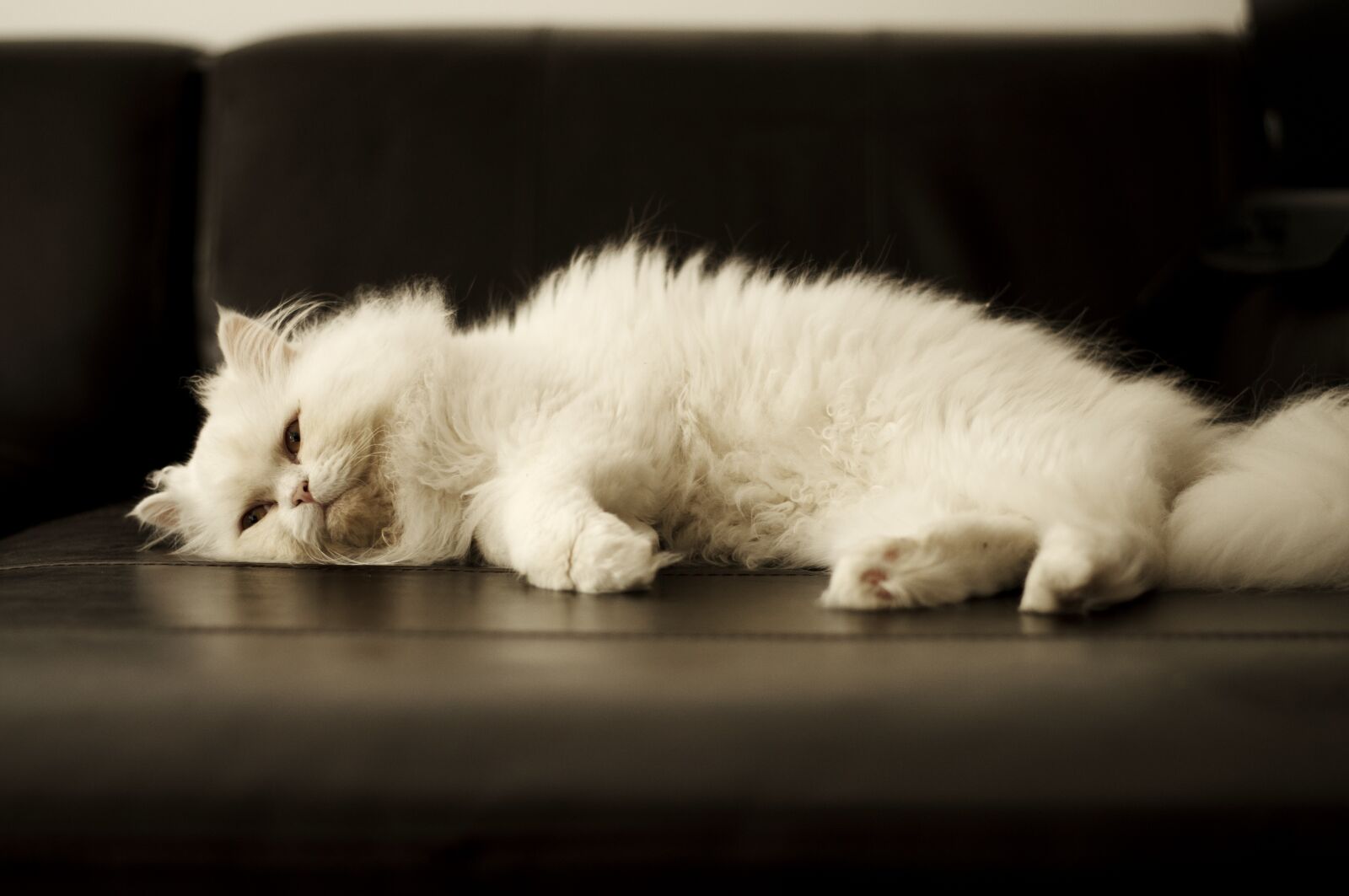 Nikon D5000 sample photo. Adult, white, cat photography