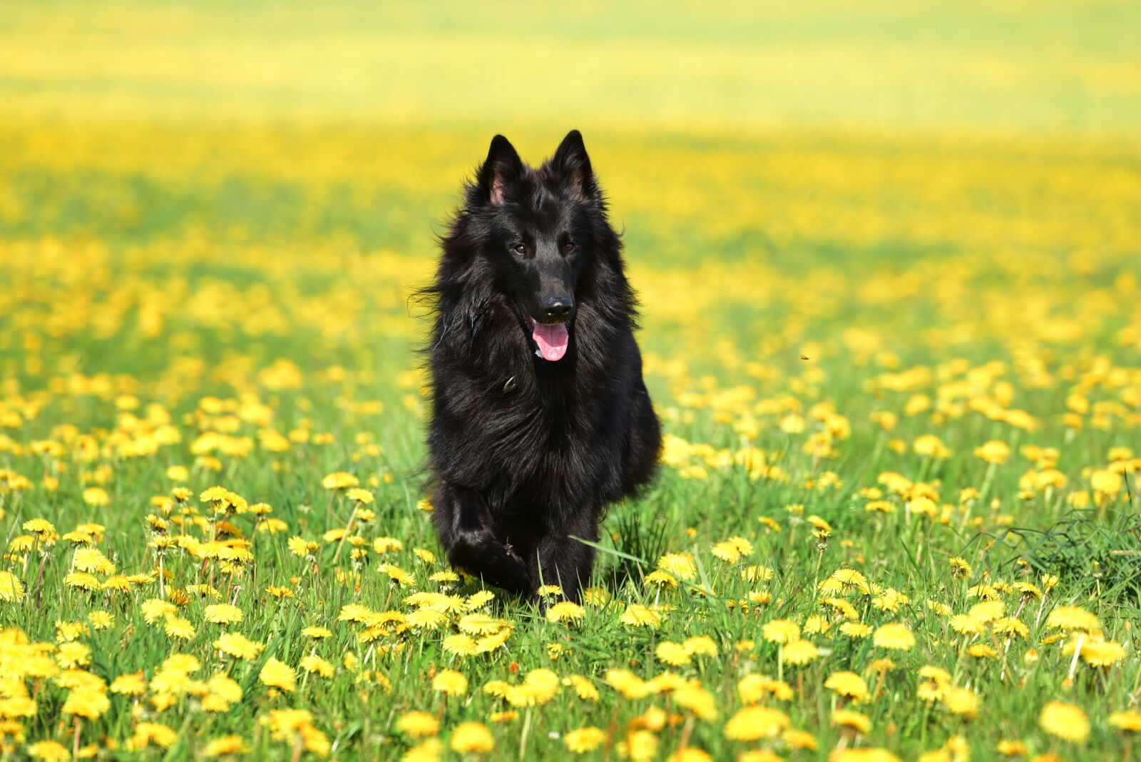 Nikon D750 sample photo. Dog, dandelion, pet photography