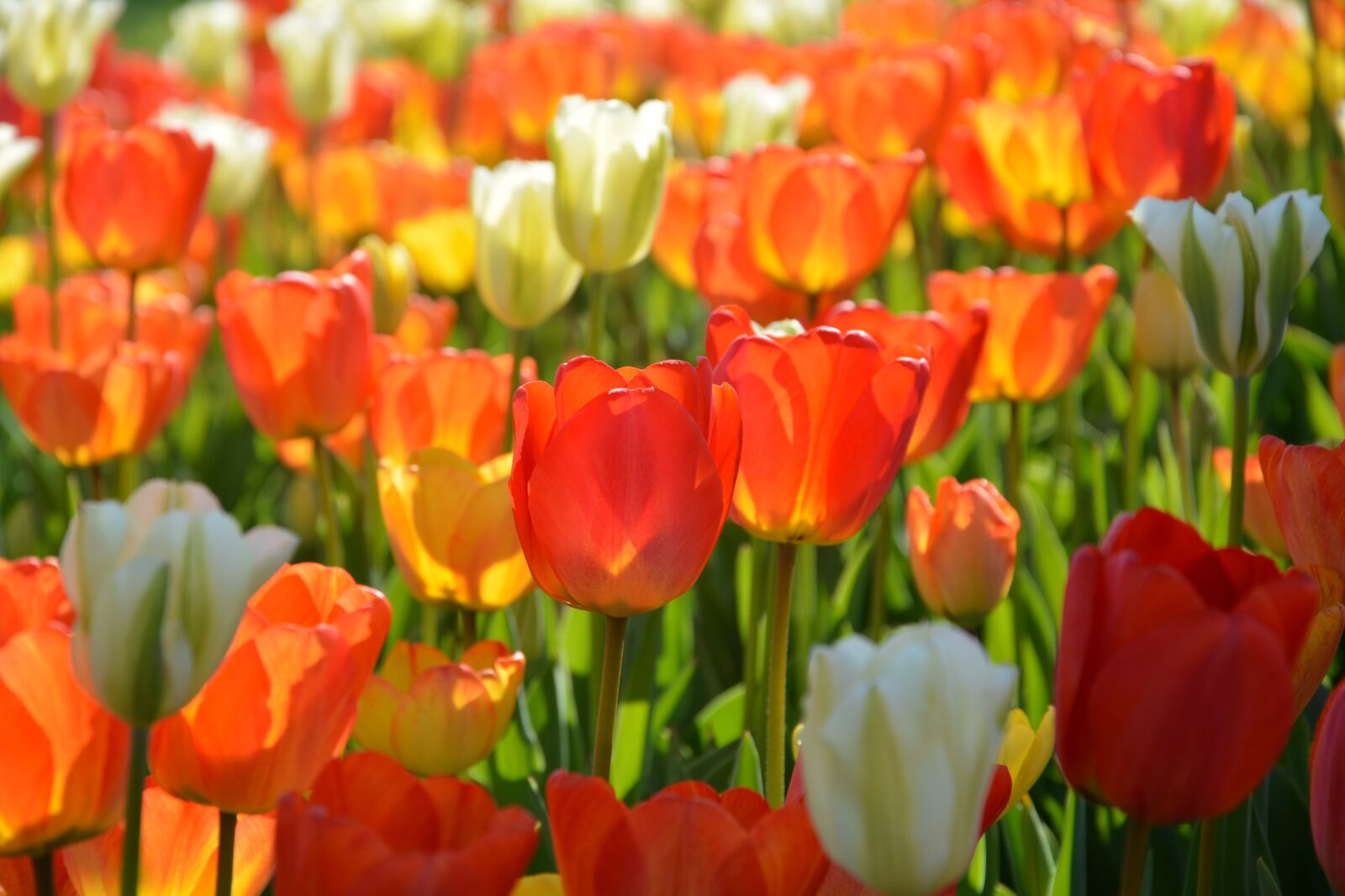 Nikon D7100 sample photo. Tulips, red, macro photography