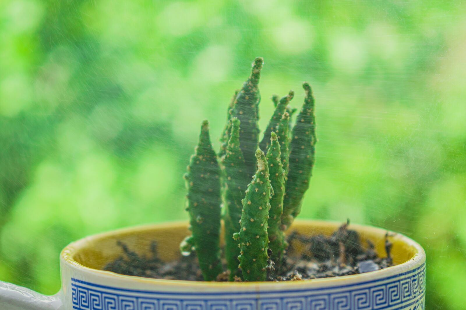 Nikon D3300 sample photo. Small cacti, natural, green photography