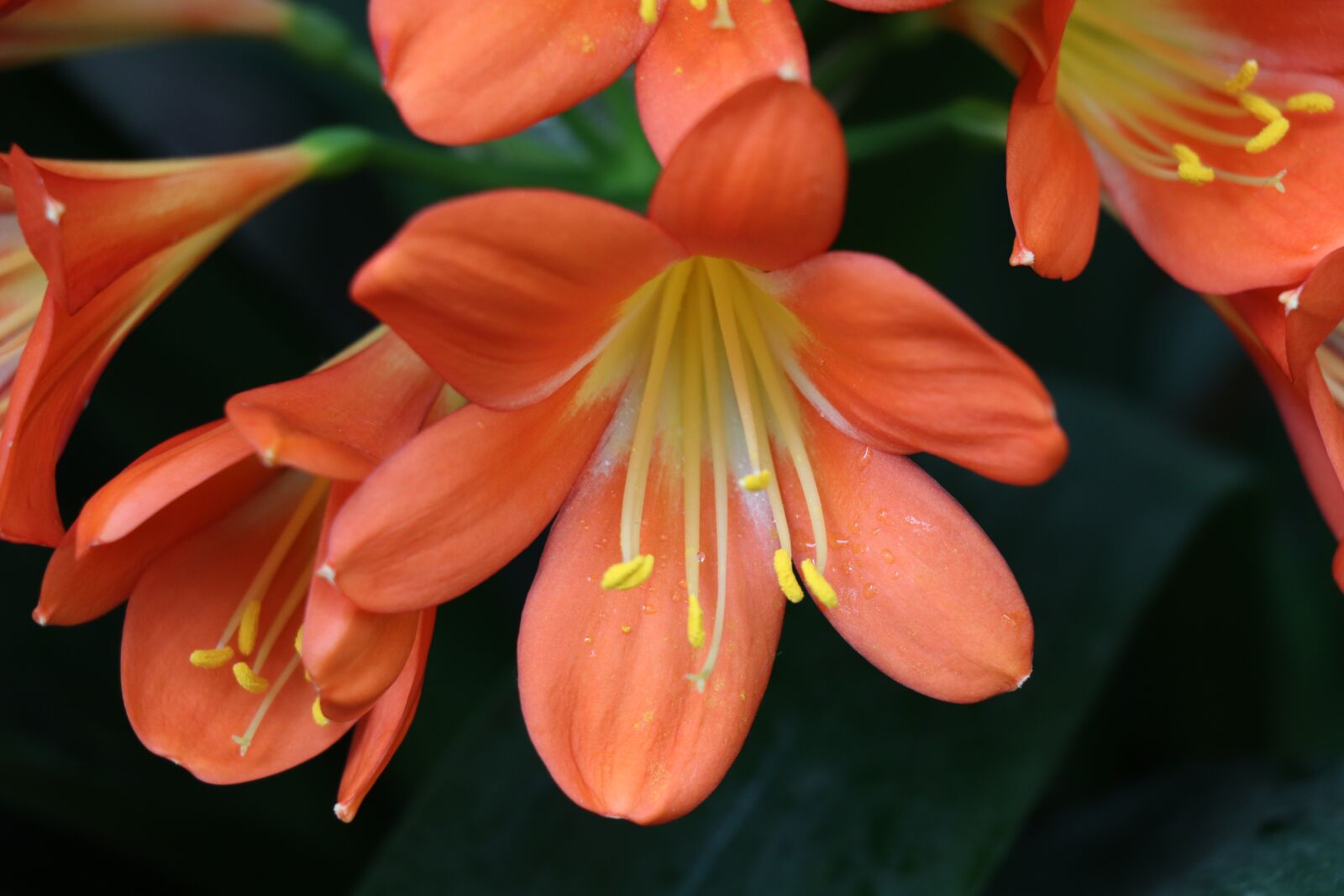 Canon EOS 77D (EOS 9000D / EOS 770D) sample photo. Flower, orange, lily photography