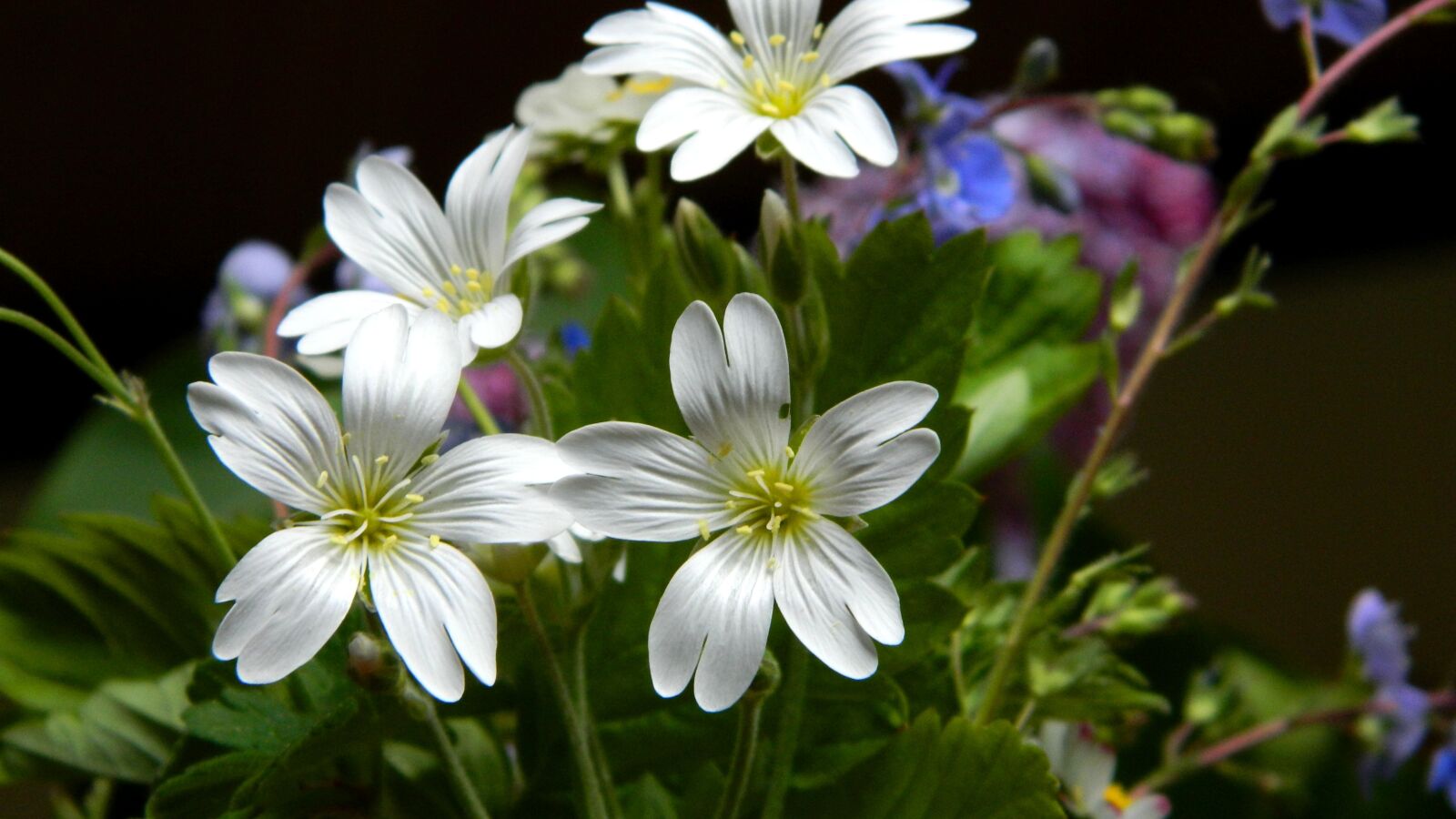 Nikon Coolpix L120 sample photo. Meadow flowers, bouquet, meadow photography
