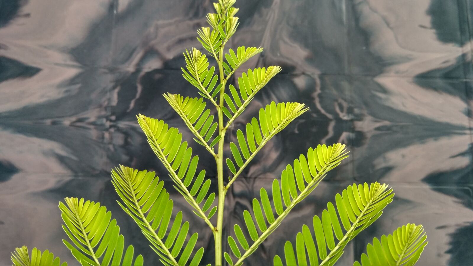 Xiaomi Redmi 3S sample photo. Green flowers, flowers, green photography