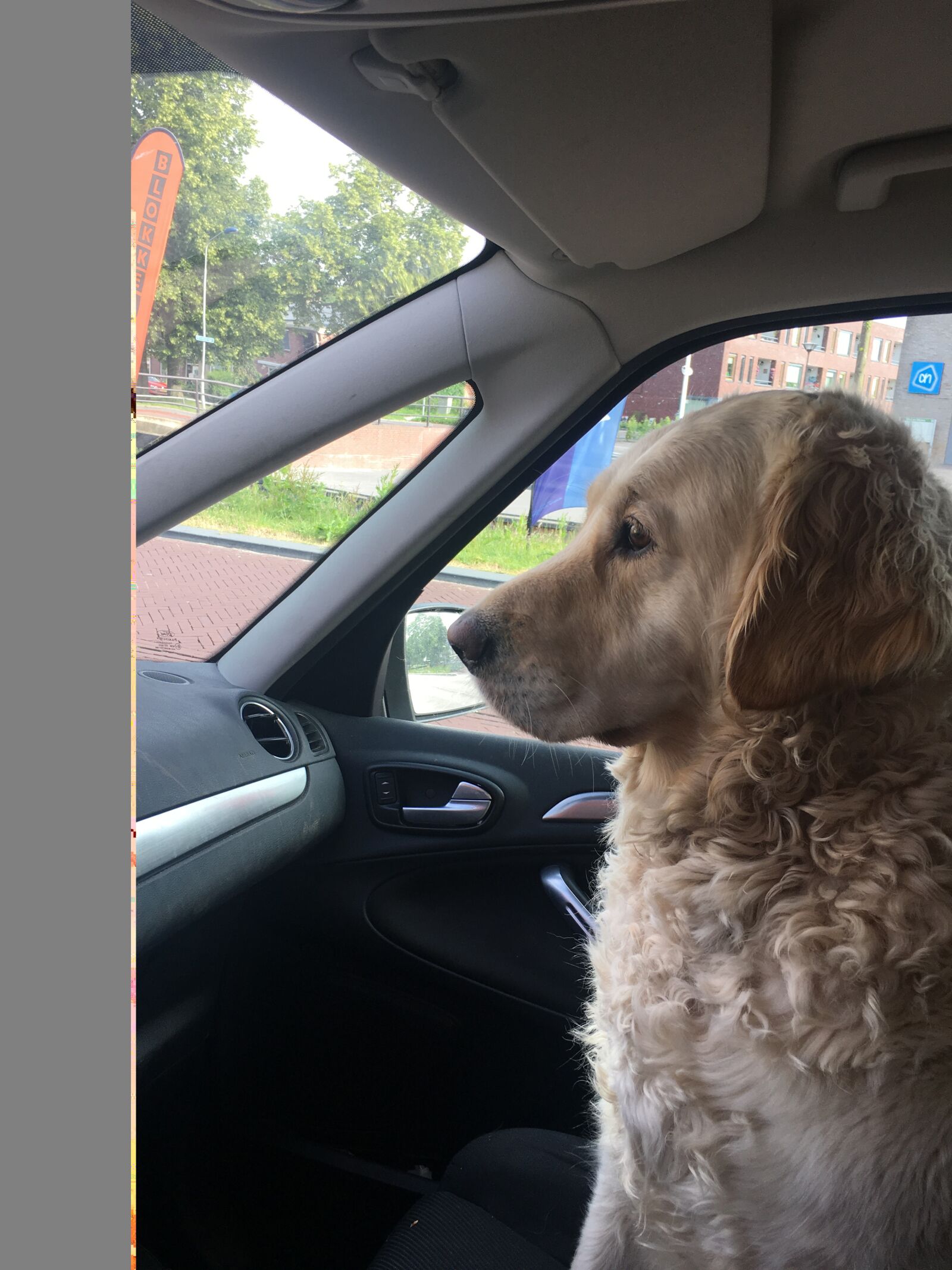 Apple iPhone 6s sample photo. Goldenretriever, car, co photography