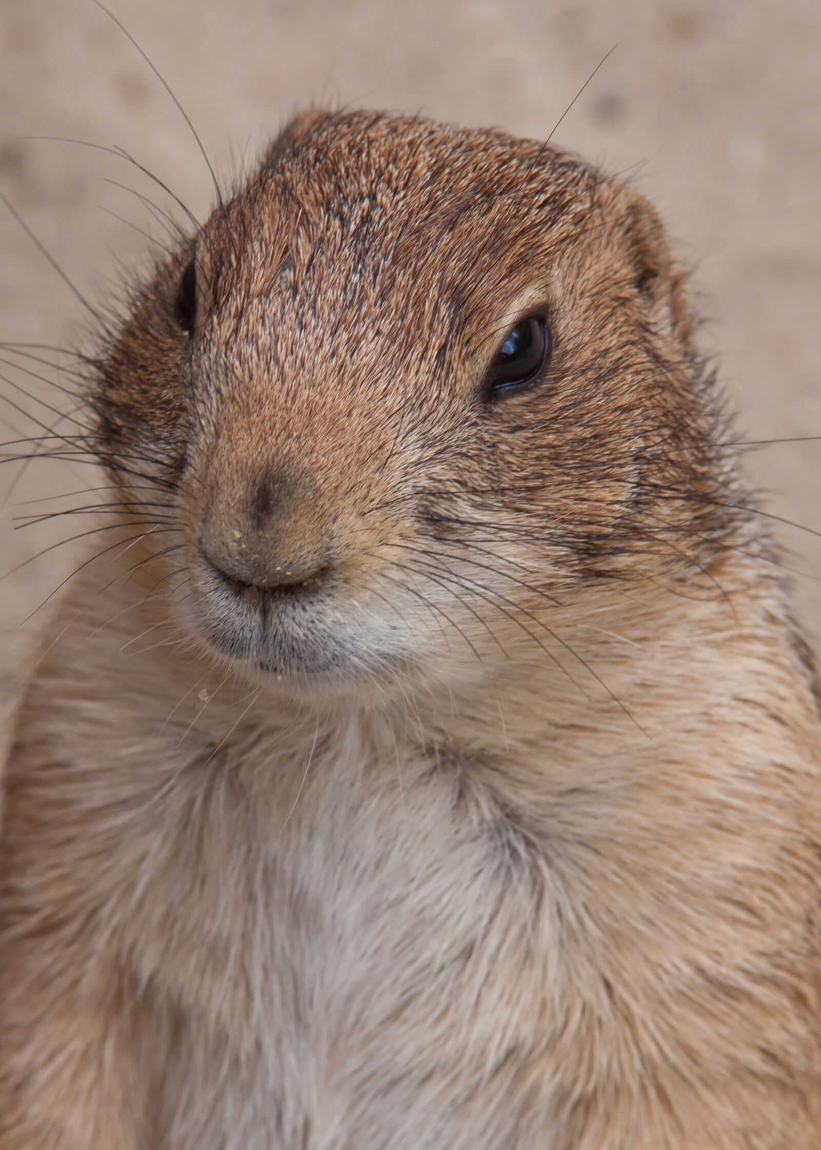 Canon EOS 50D sample photo. Nager, marmot, wilderness photography