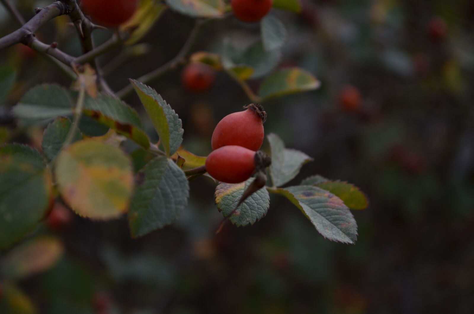 Nikon D5100 sample photo. Rosehip, cranberry, green photography