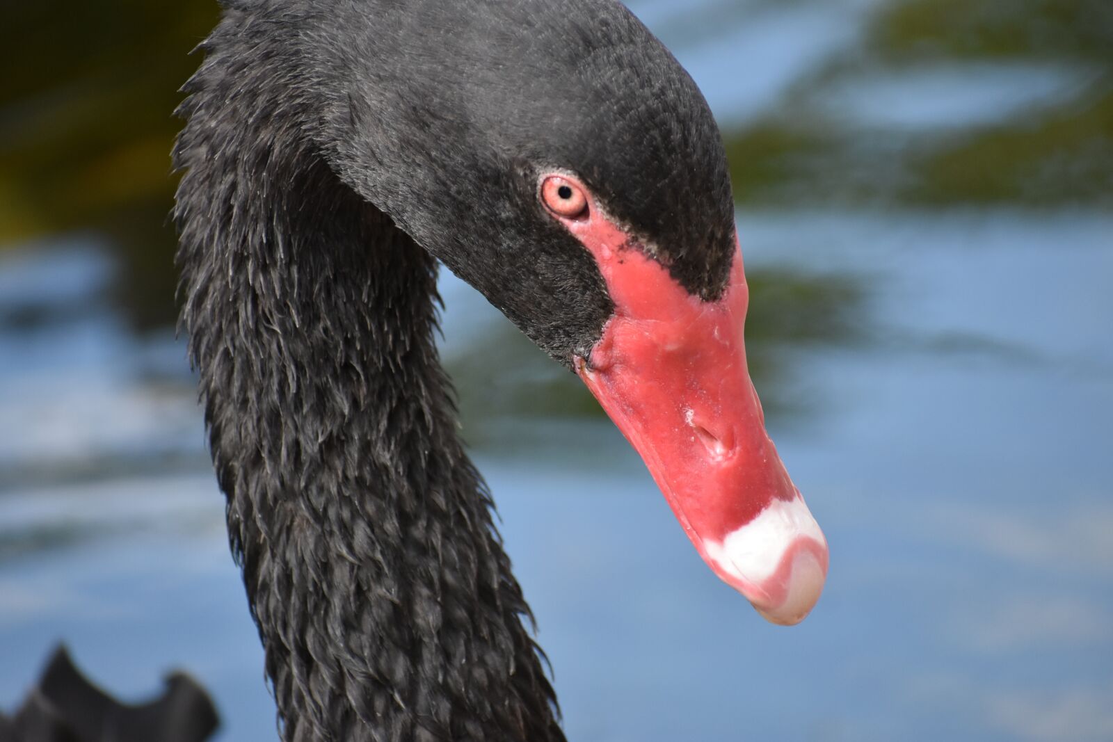 Nikon D3400 sample photo. Flamingos, black, zoo photography