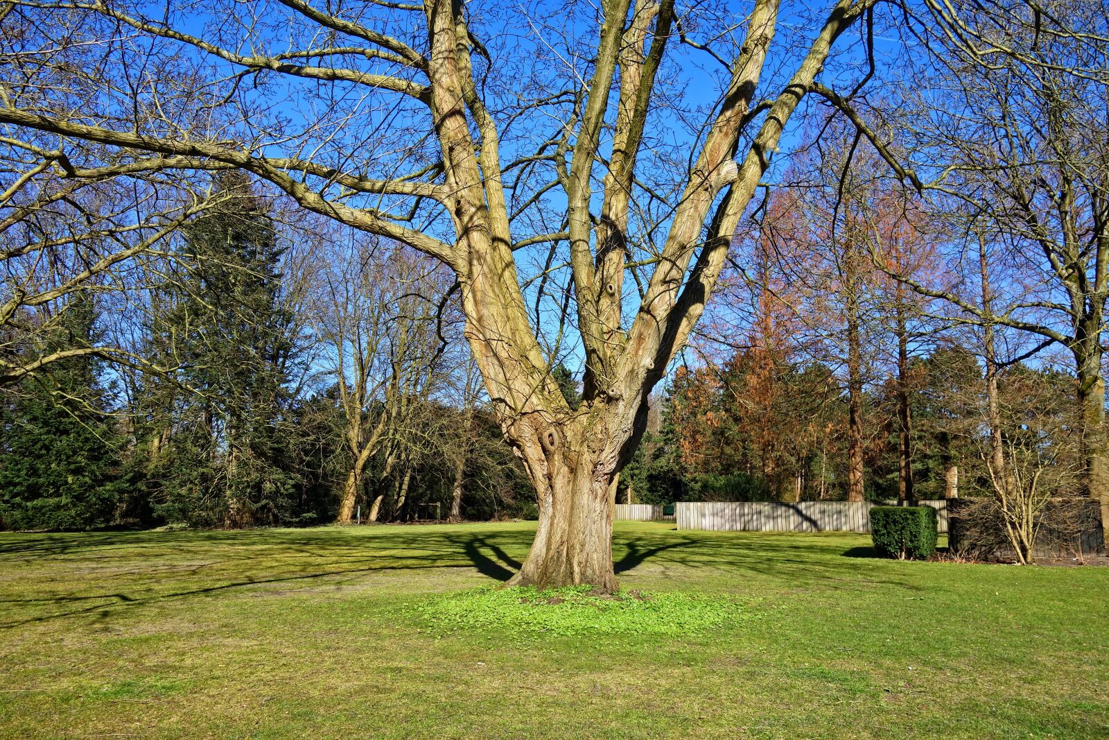 Sony Cyber-shot DSC-RX100 sample photo. Tree, trunk, branch photography