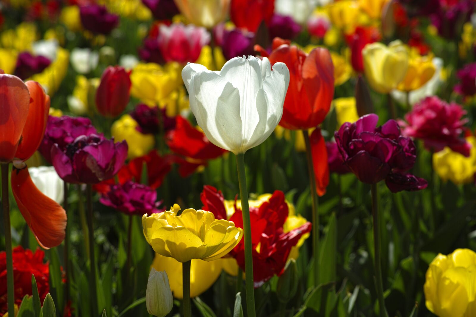 Sigma DP3 Merrill sample photo. Tulips, flower, flowers photography
