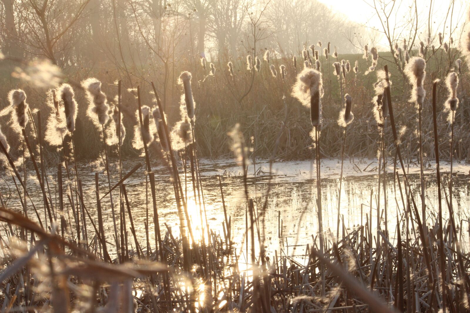 Canon EOS 600D (Rebel EOS T3i / EOS Kiss X5) sample photo. Pond, reed, mirroring photography