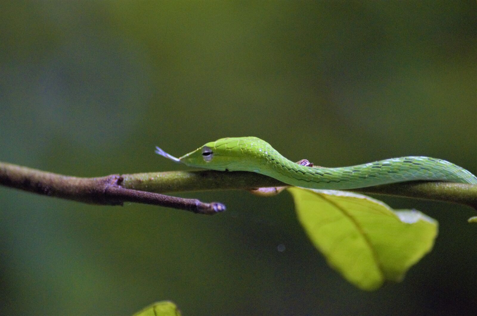 Nikon D5100 sample photo. Snake, nature, green snake photography