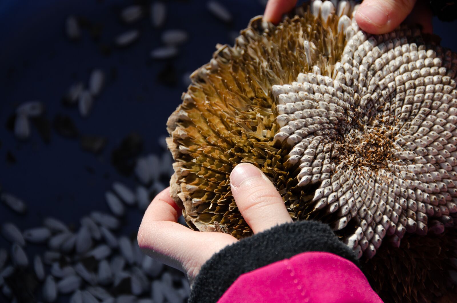 Nikon D7000 sample photo. Sunflower, seeds, cores photography