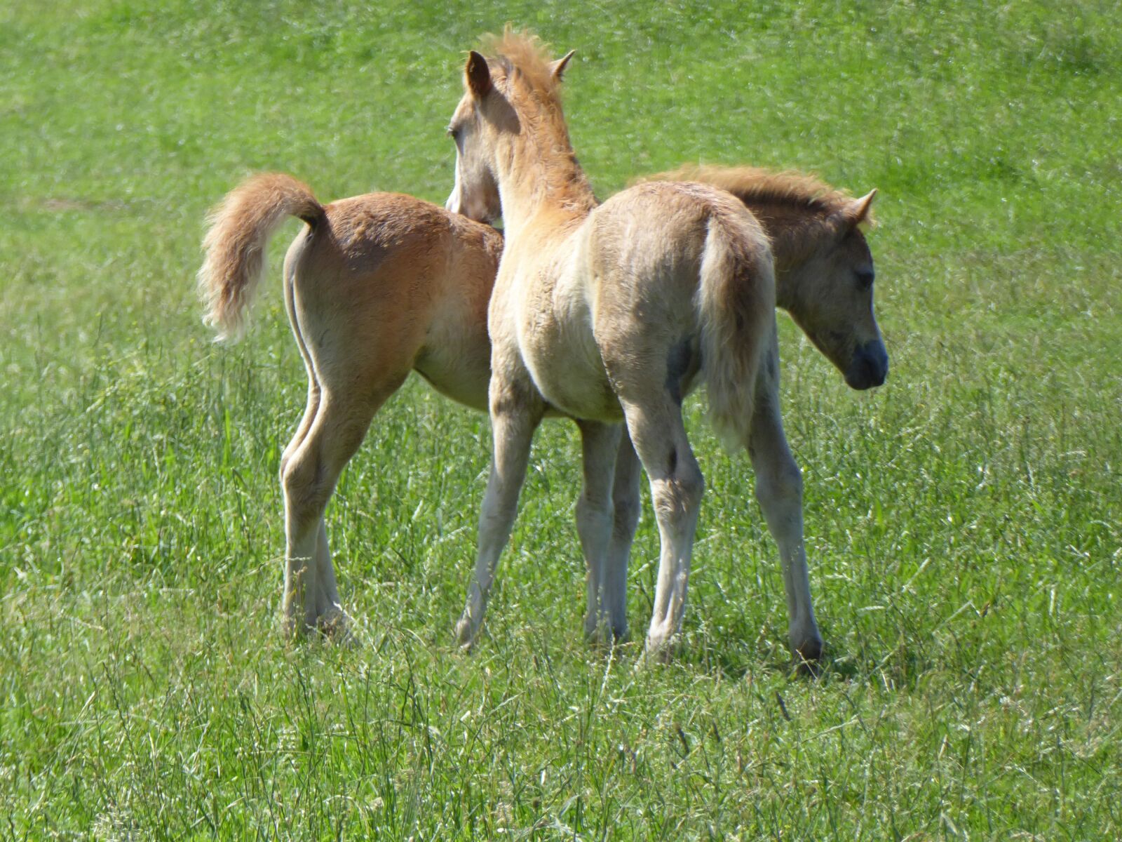 Panasonic Lumix DMC-ZS50 (Lumix DMC-TZ70) sample photo. Welsh ponies, friends, sweet photography