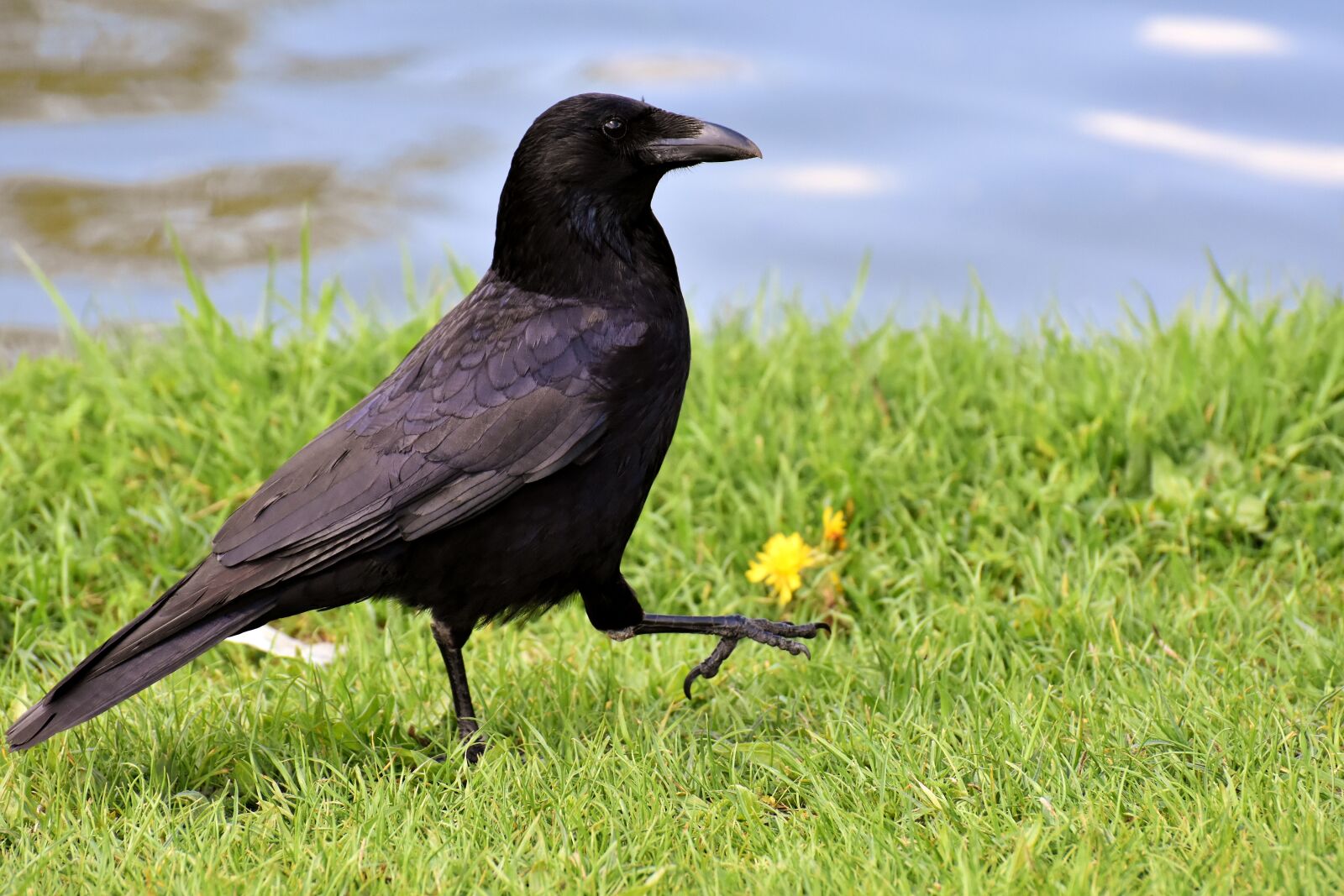 Nikon D7200 sample photo. Crow, raven bird, raven photography