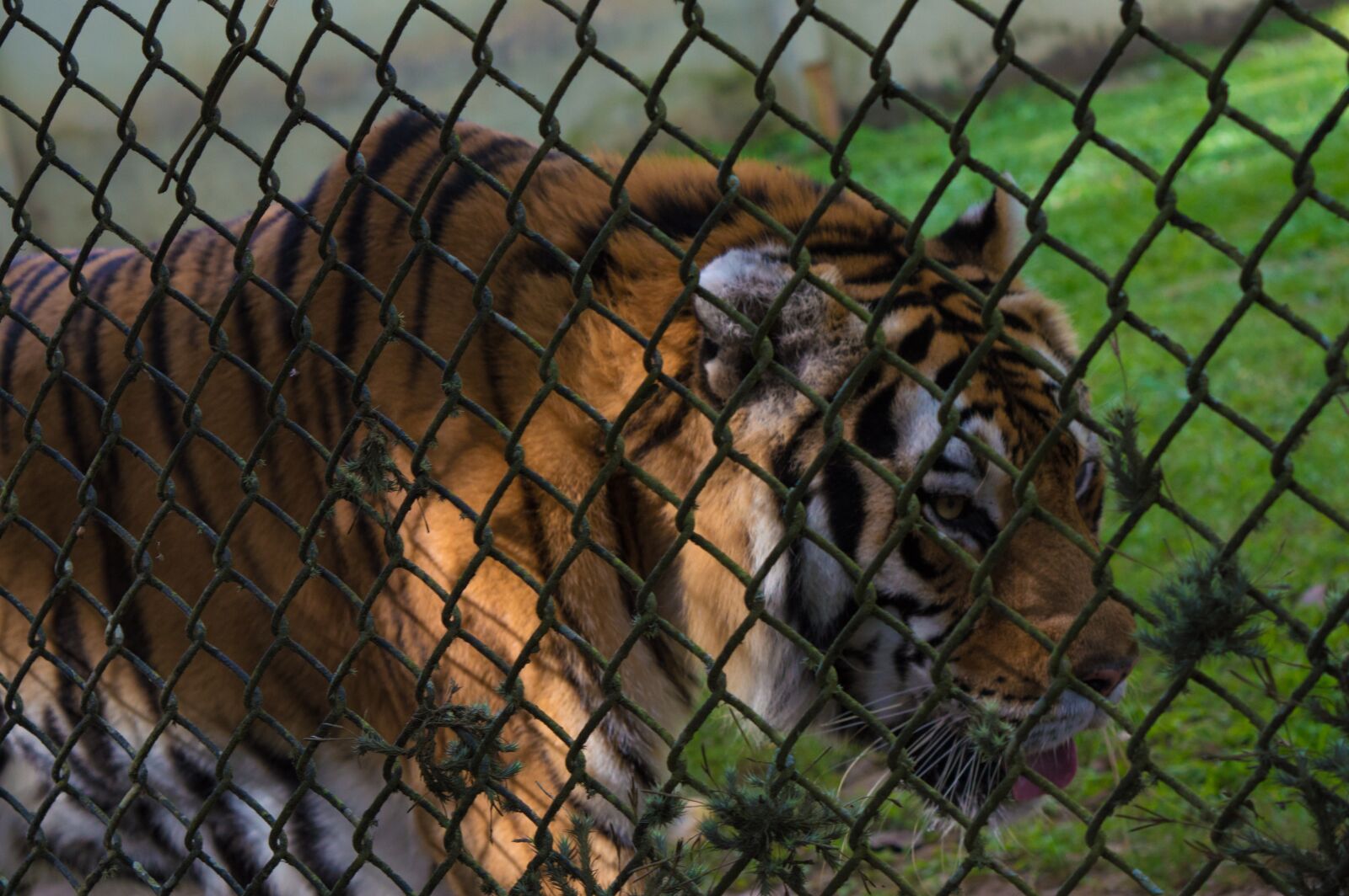 Nikon D3200 sample photo. Animal, animal shelter, zoo photography