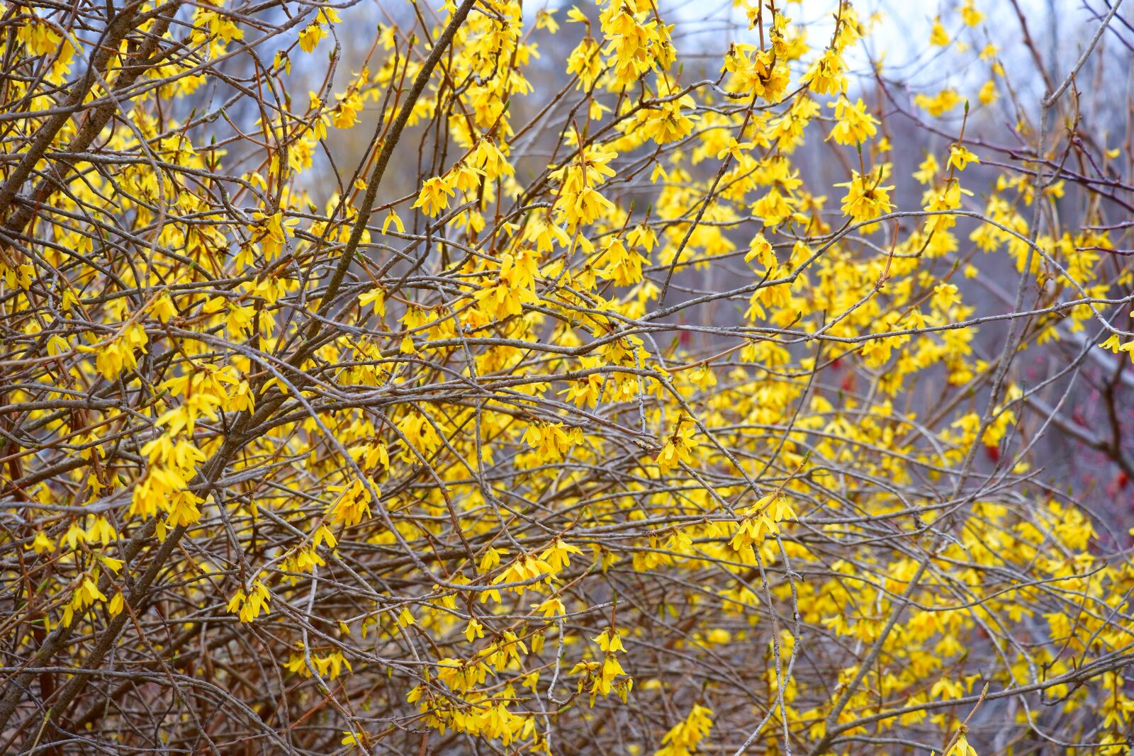 Fujifilm X-A5 sample photo. Nature, spring, bush photography
