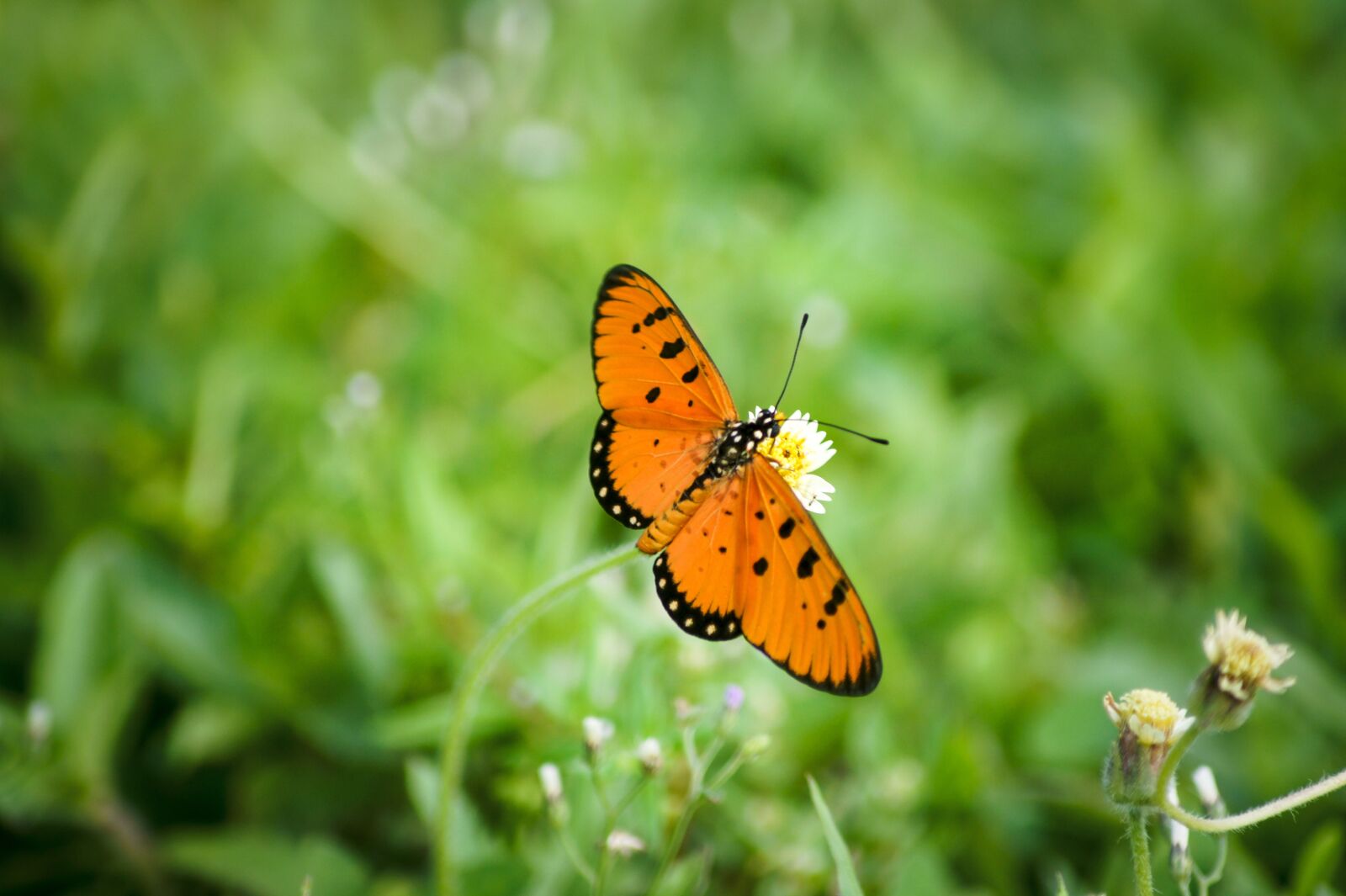 Sony DT 55-200mm F4-5.6 SAM sample photo. Butterfly, orange, nature photography