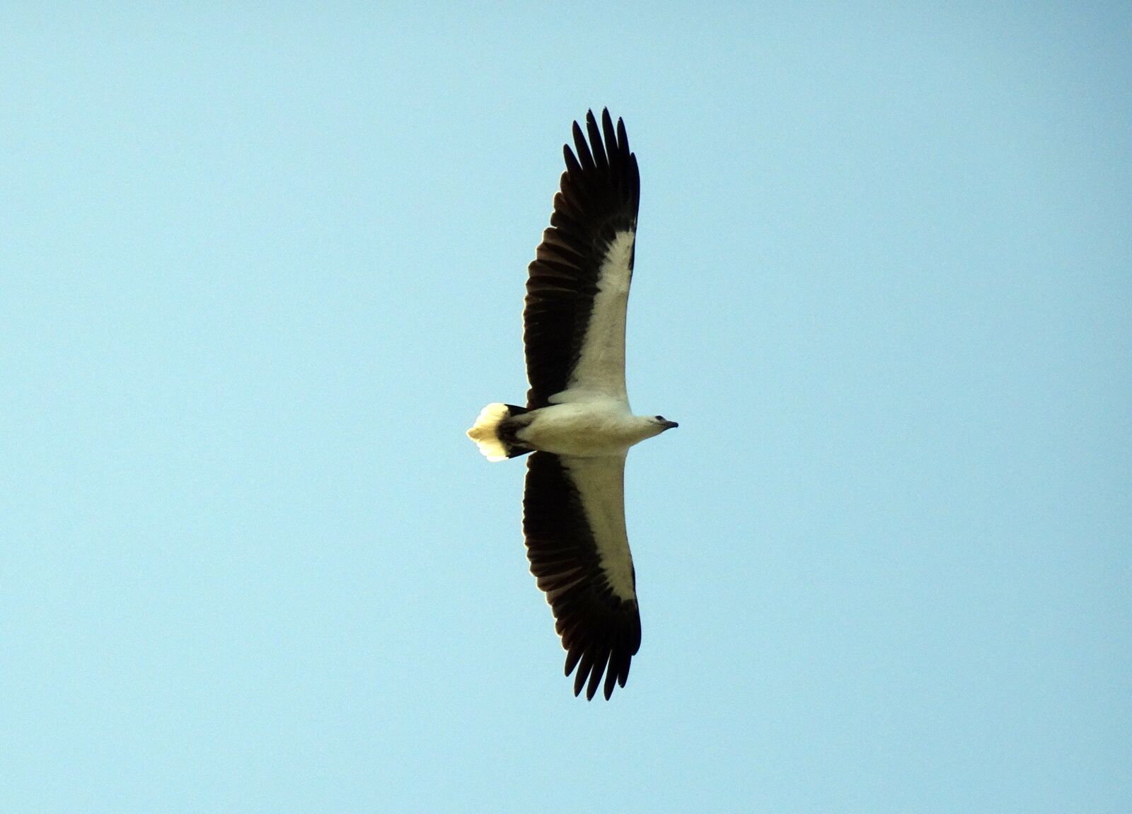 Sony Cyber-shot DSC-HX90V sample photo. Bird, white-bellied, sea eagle photography