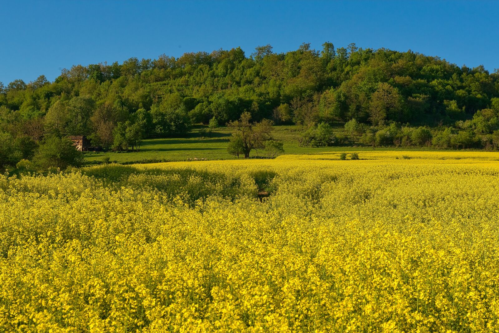 Nikon D800 sample photo. Rape seed, landscape, canola photography