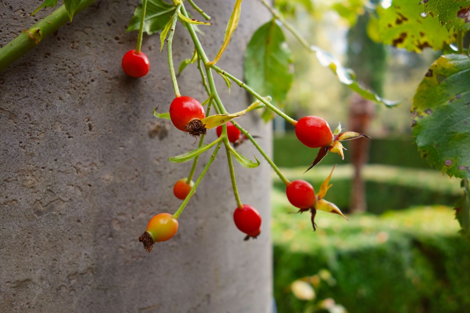 Sony Cyber-shot DSC-RX100 sample photo. Rosehip, fruit, food photography