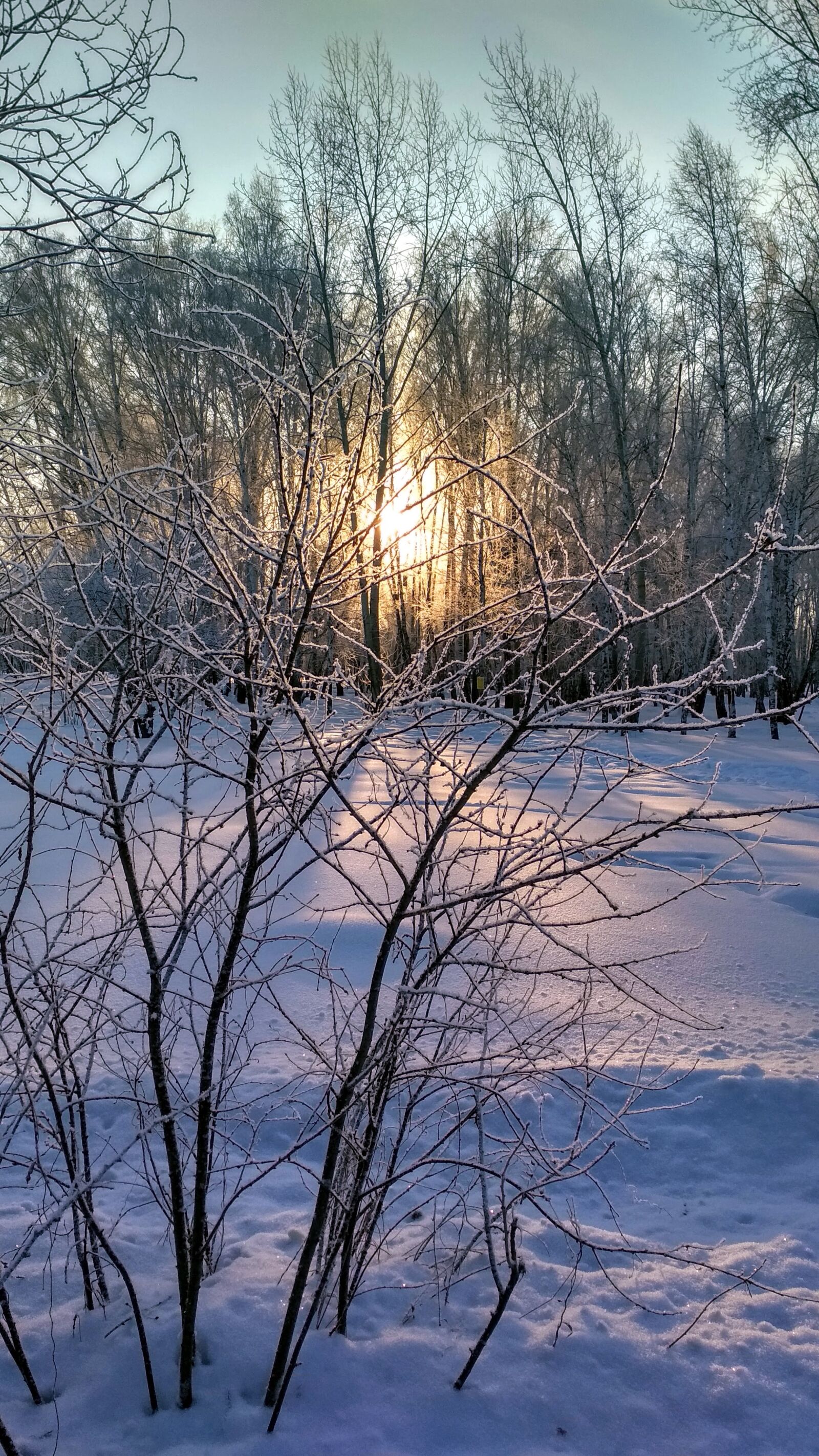 Xiaomi Redmi 4X sample photo. Sun, winter, snow photography