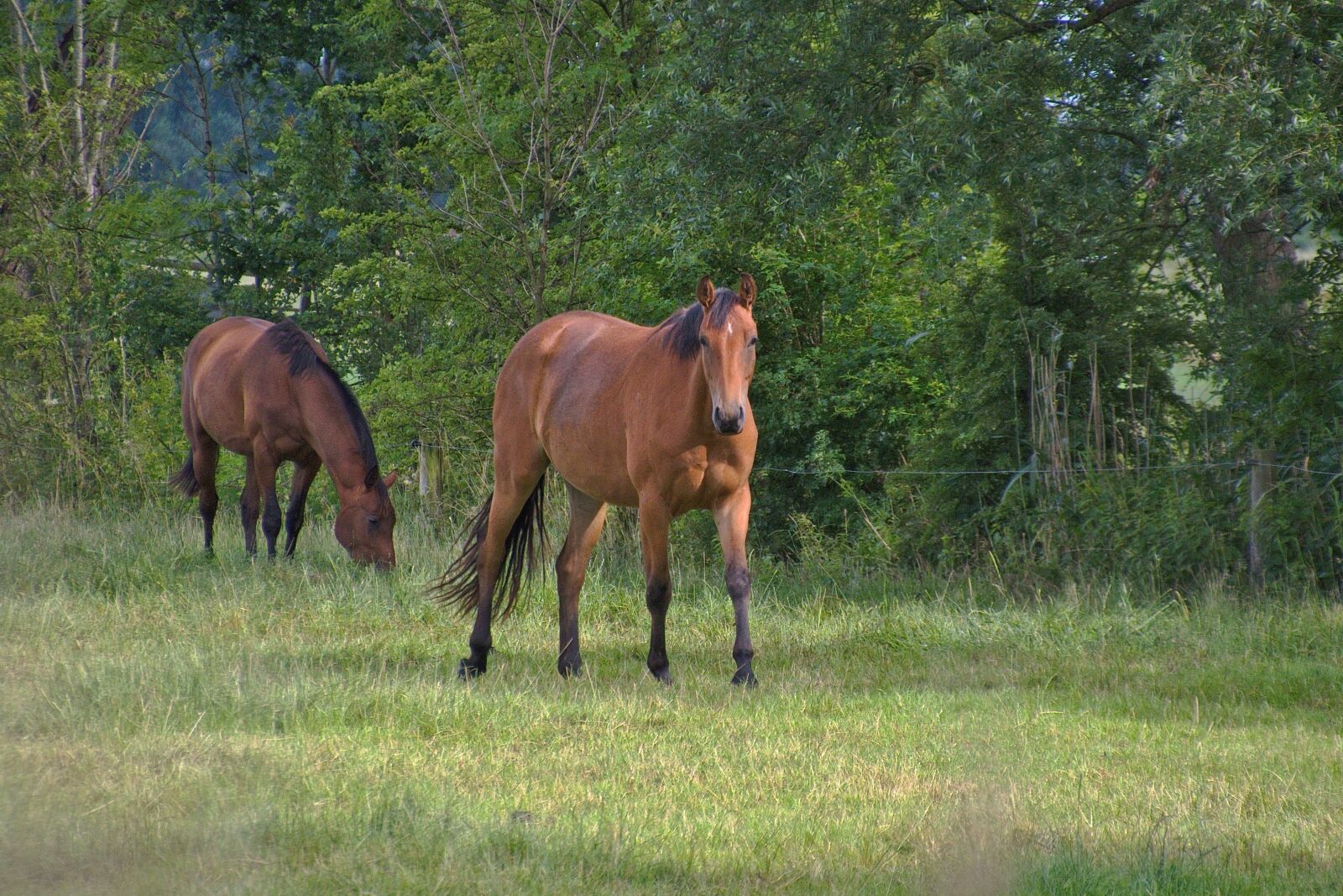 Nikon D5600 sample photo. Horse, saddle horse, brown photography