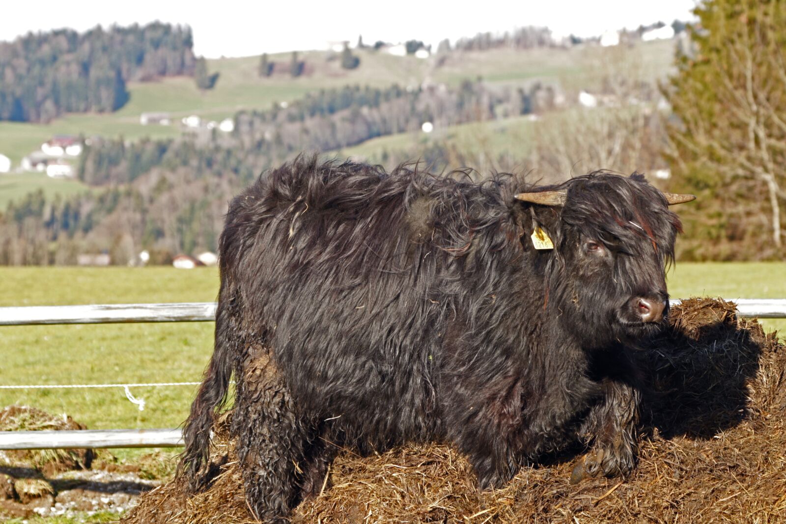 Canon EOS 70D + Canon EF 24-105mm F4L IS USM sample photo. Galloway, egg, beef photography