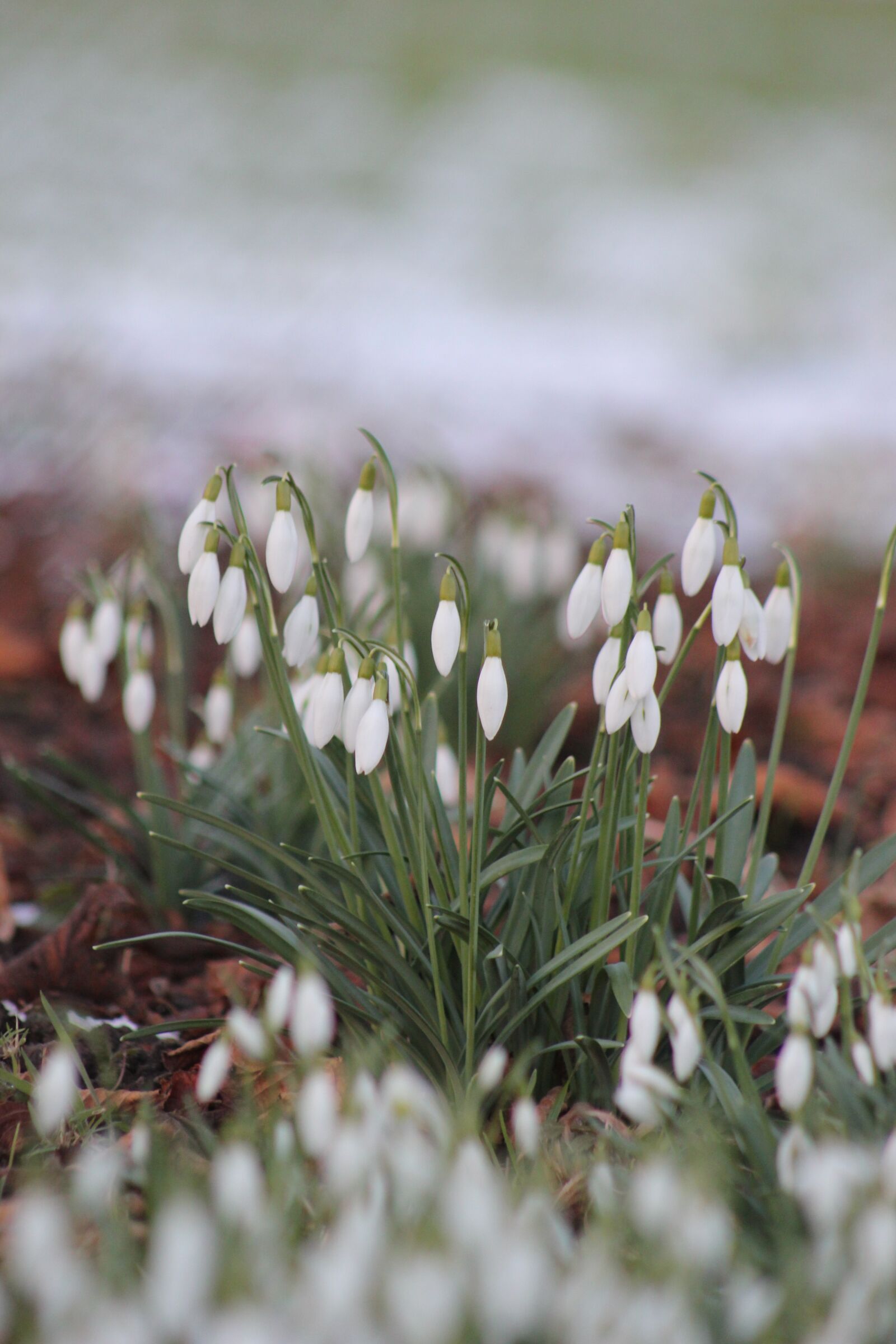 Canon EOS 550D (EOS Rebel T2i / EOS Kiss X4) sample photo. Snowdrop, flower, white photography