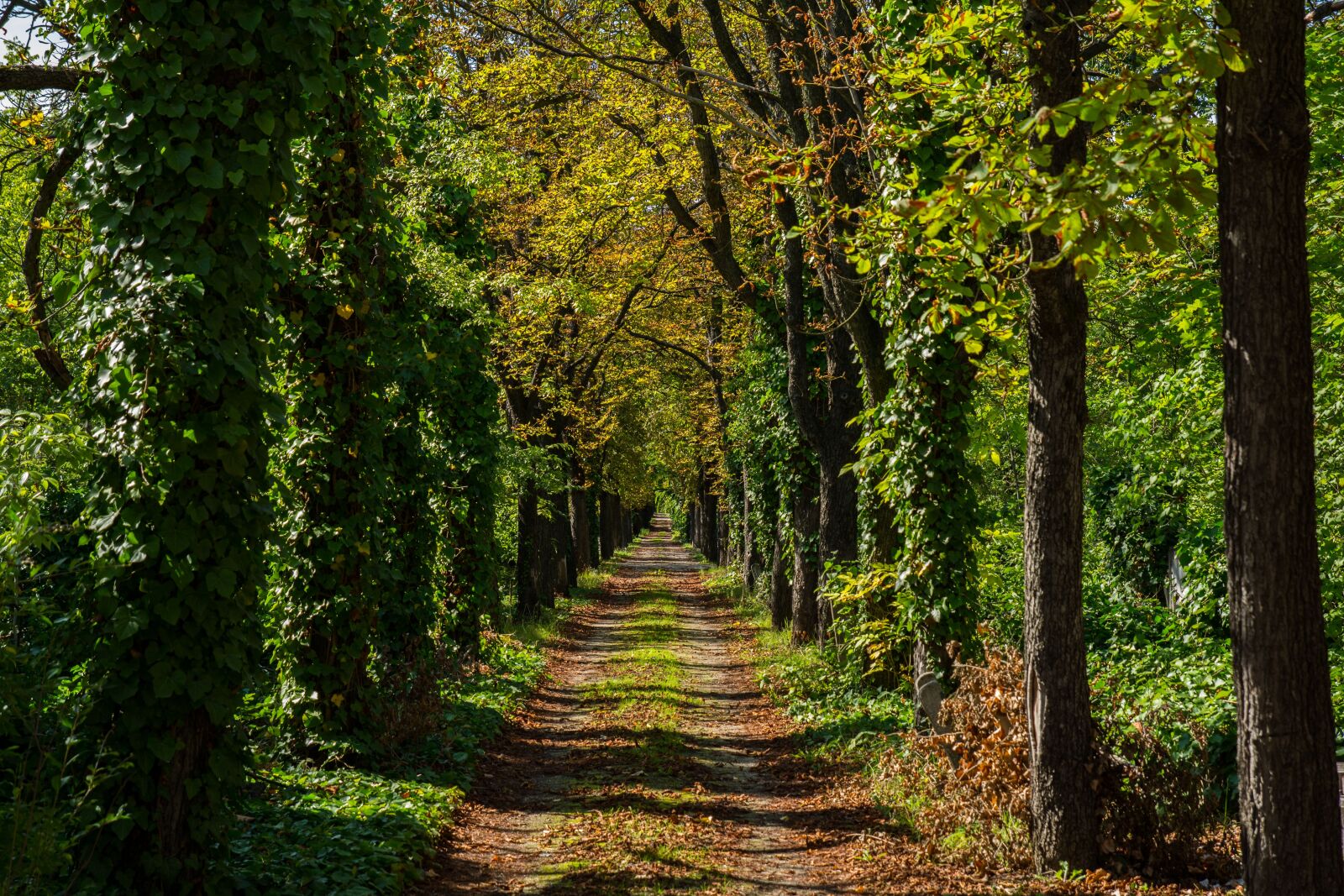 Nikon D7100 sample photo. Nature, road, trees photography