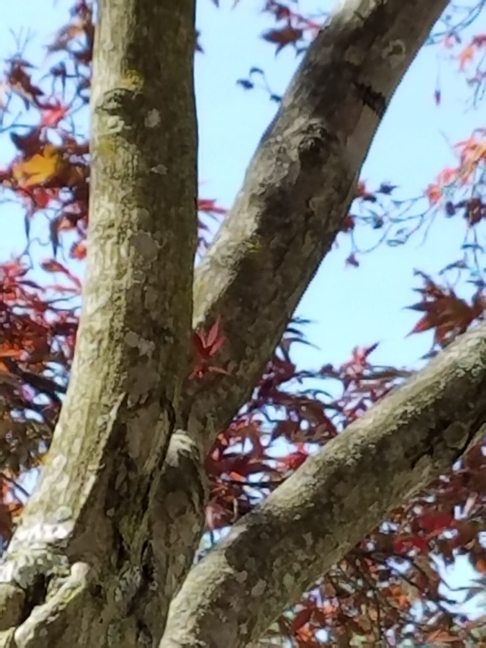 Samsung Galaxy S7 sample photo. Autumn, trees photography